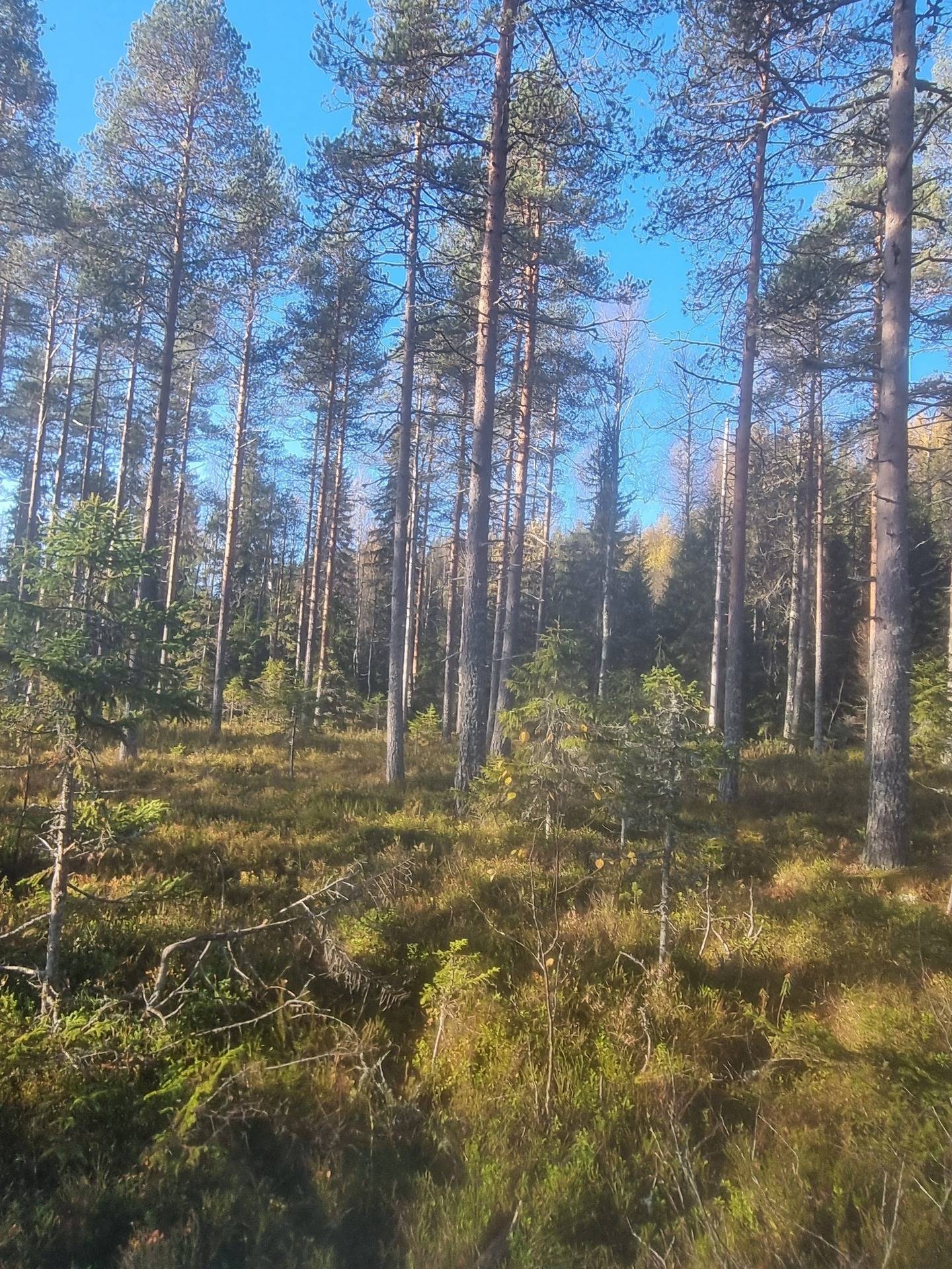 Gård med skogsbruk på NORDMALING GRÄSMYR 3:17 Nordmalings kommun - bild 9