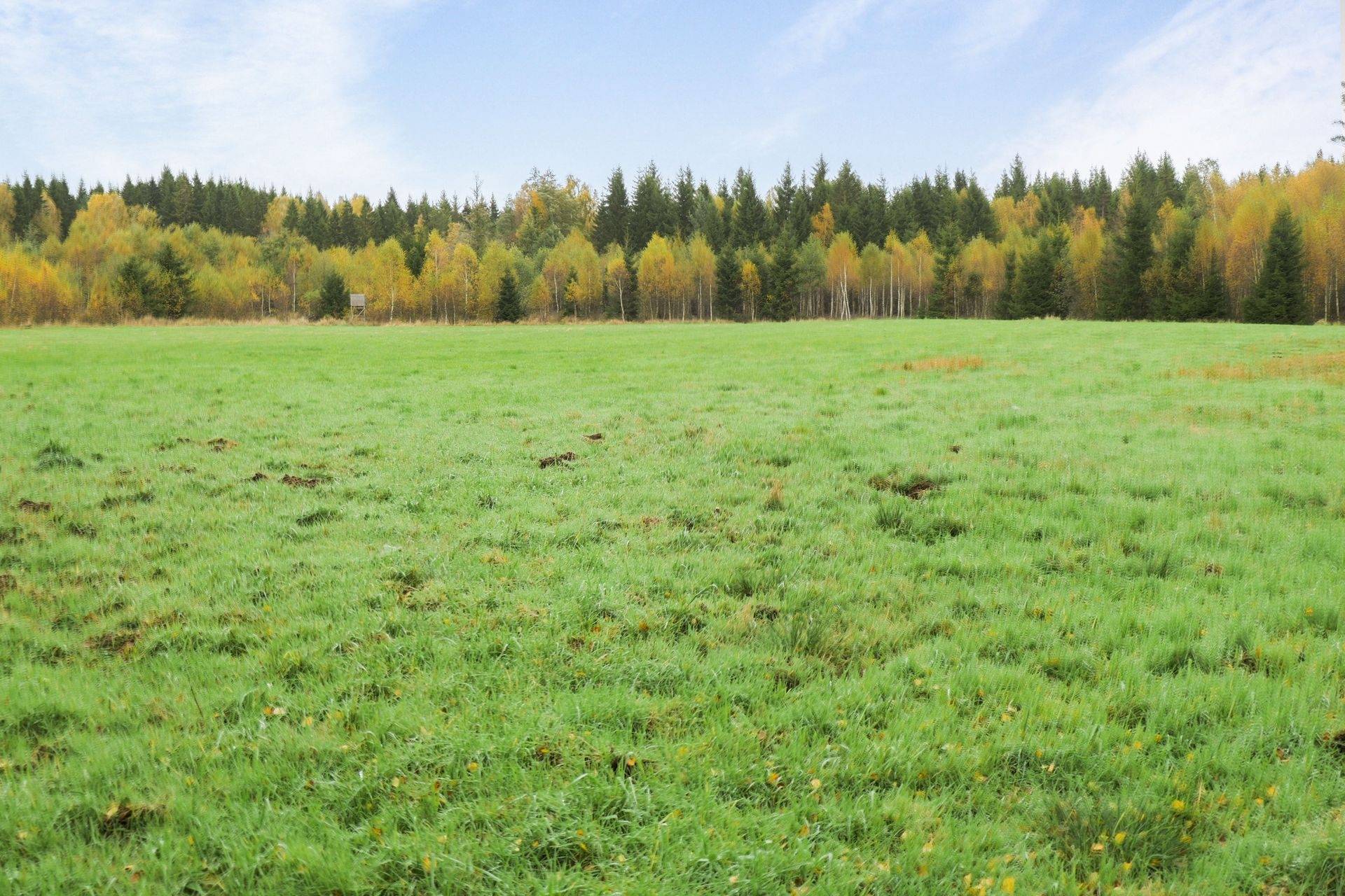 Gård/skog på 56 ha skogsmark med bra bonitet utanför Floby Falköpings kommun - bild 21