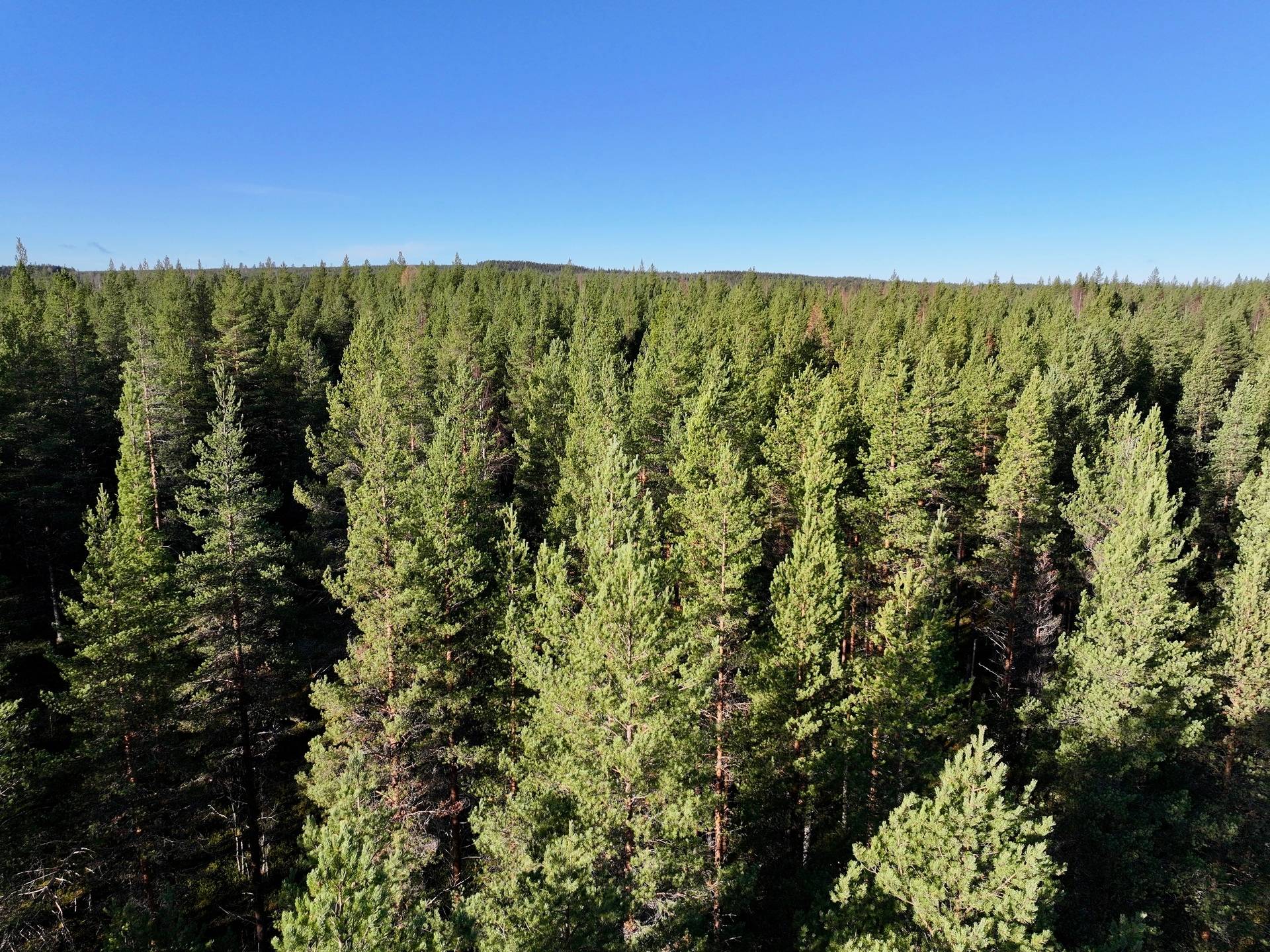 Gård/skog på Granön 4:6 Vindelns kommun - bild 4