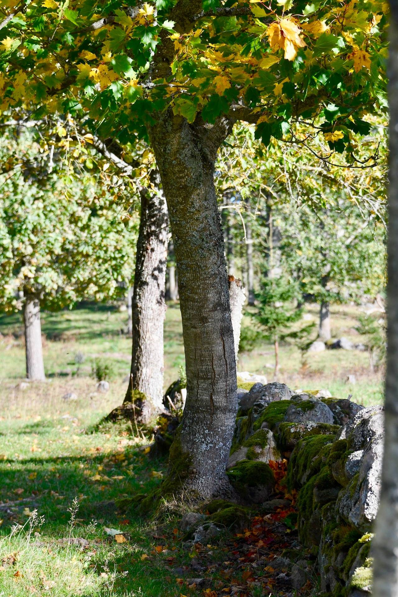 Gård med skogsbruk Binneberg Skövde kommun - bild 34
