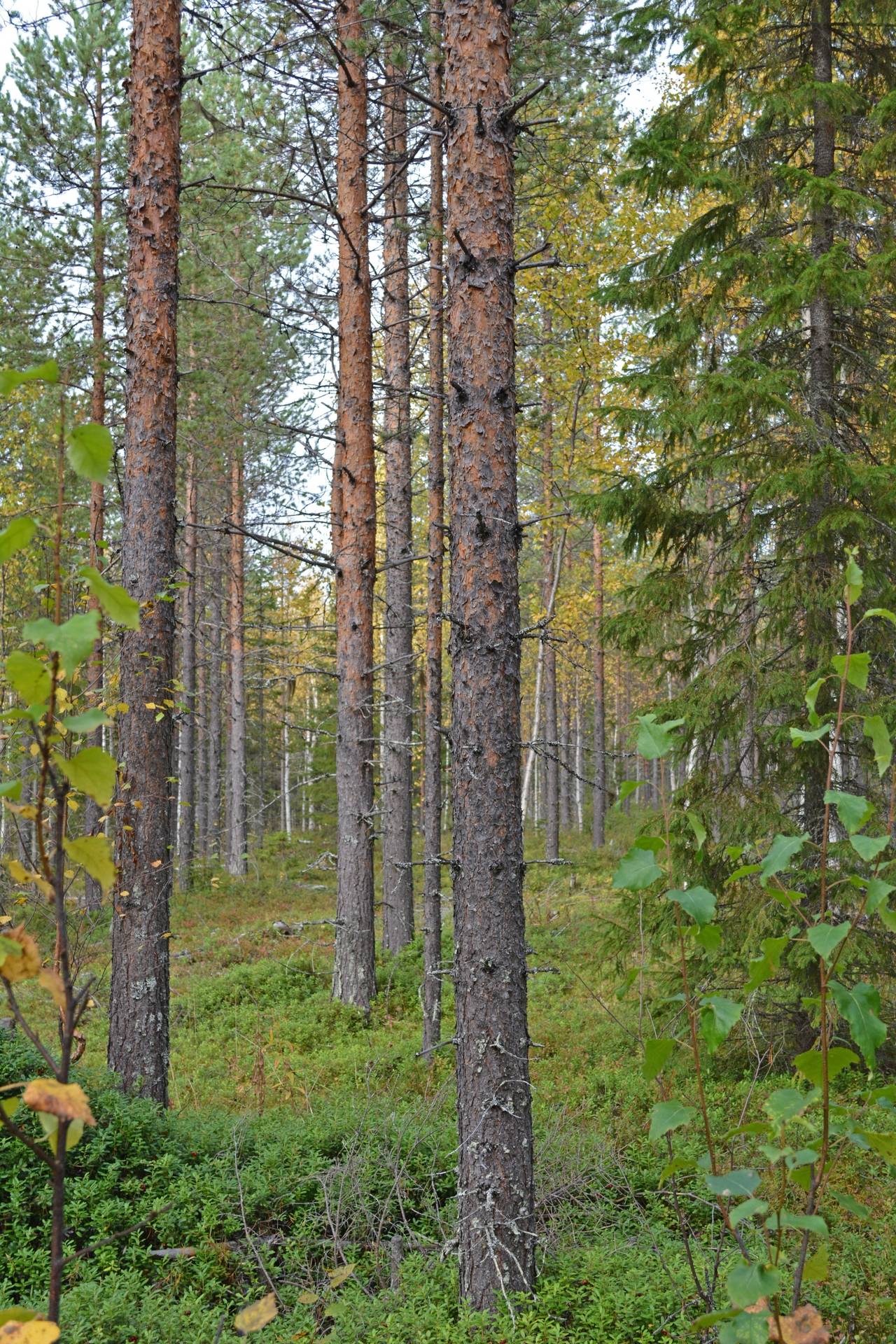 Gård/skog på Hirvijärvi Övertorneå kommun - bild 9