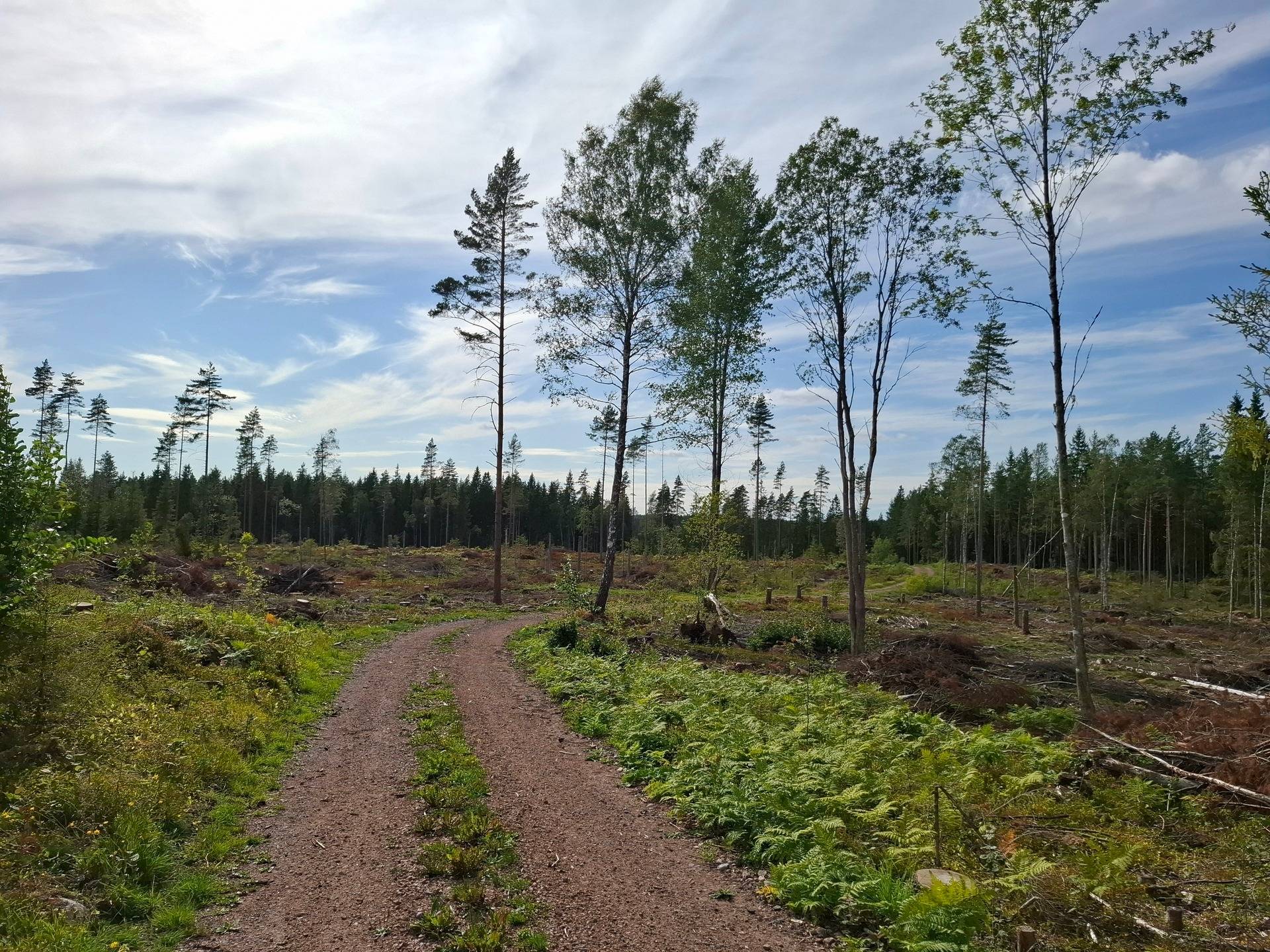 Gård med skogsbruk Jönköping Jönköpings kommun - bild 11