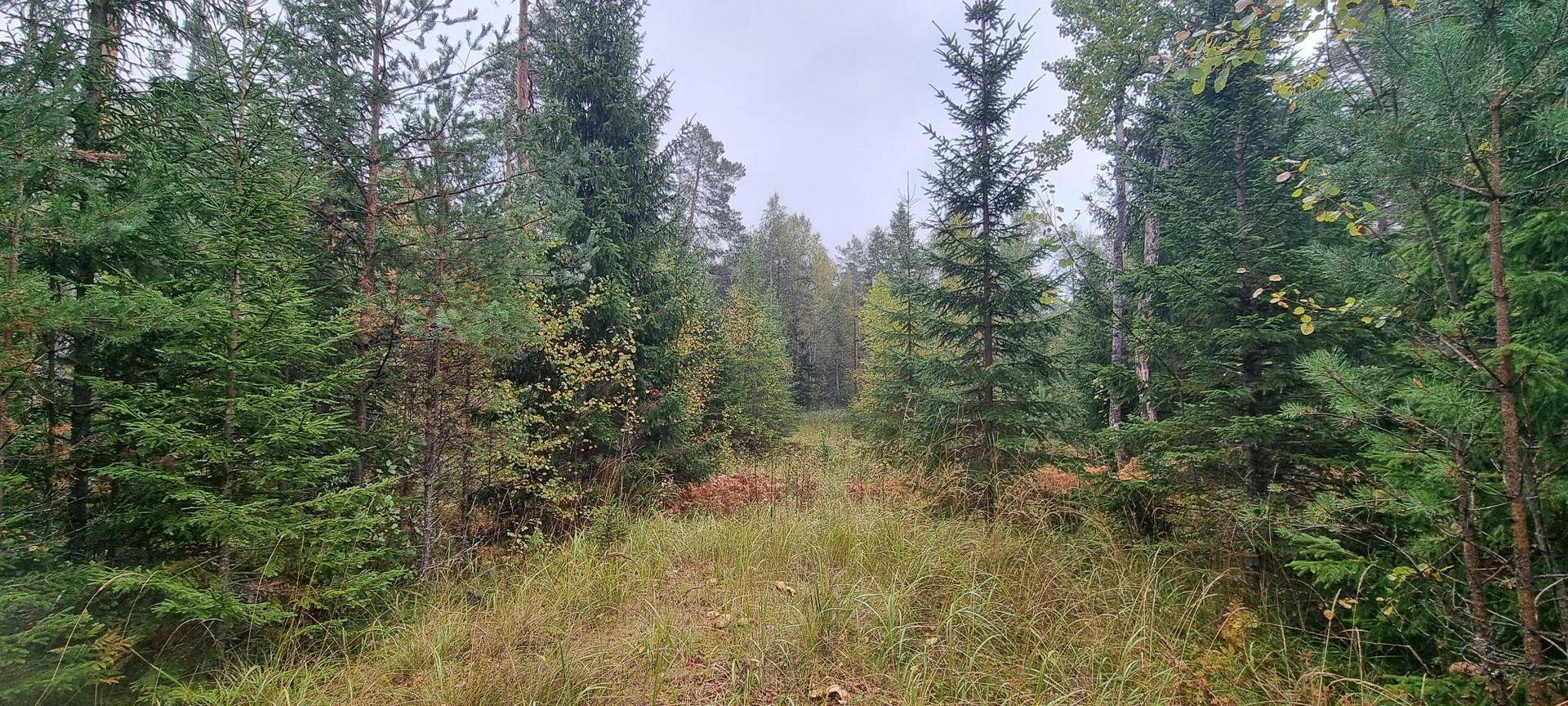 Gård/skog på Vamsta, intill naturreservatet Östhammars kommun - bild 15