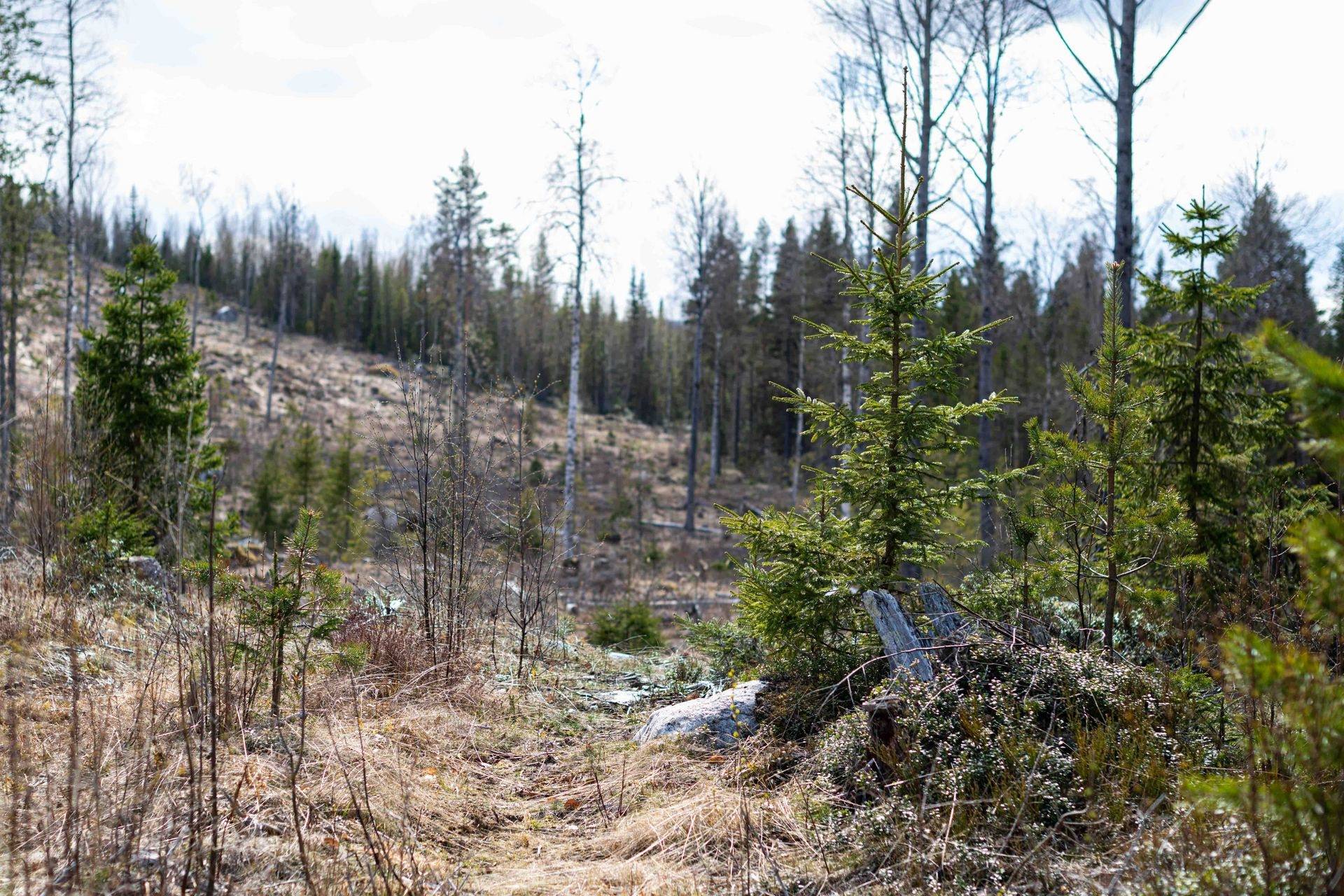 Gård med skogsbruk på RAGUNDA STUGUBYN 2:44 mfl Ragunda kommun - bild 10