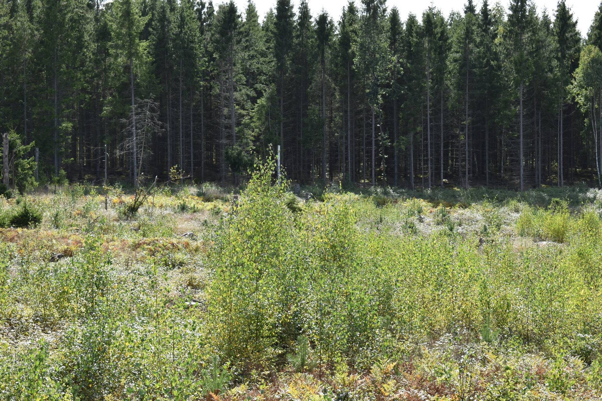 Gård med skogsbruk på Gårdsryd 1:2, 3:2 Gårdsryd Nybro kommun - bild 14