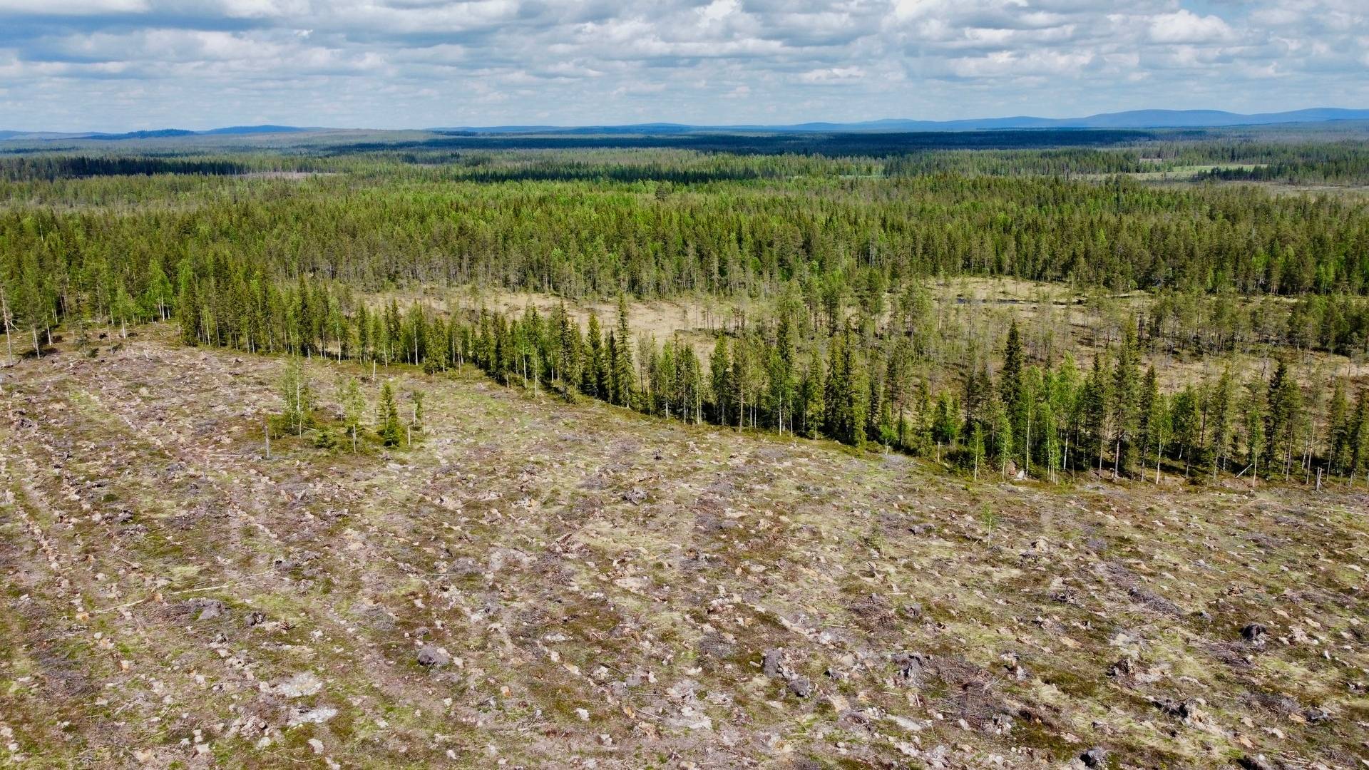Gård med skogsbruk på Skog kring Tjärnberg Malå kommun - bild 6