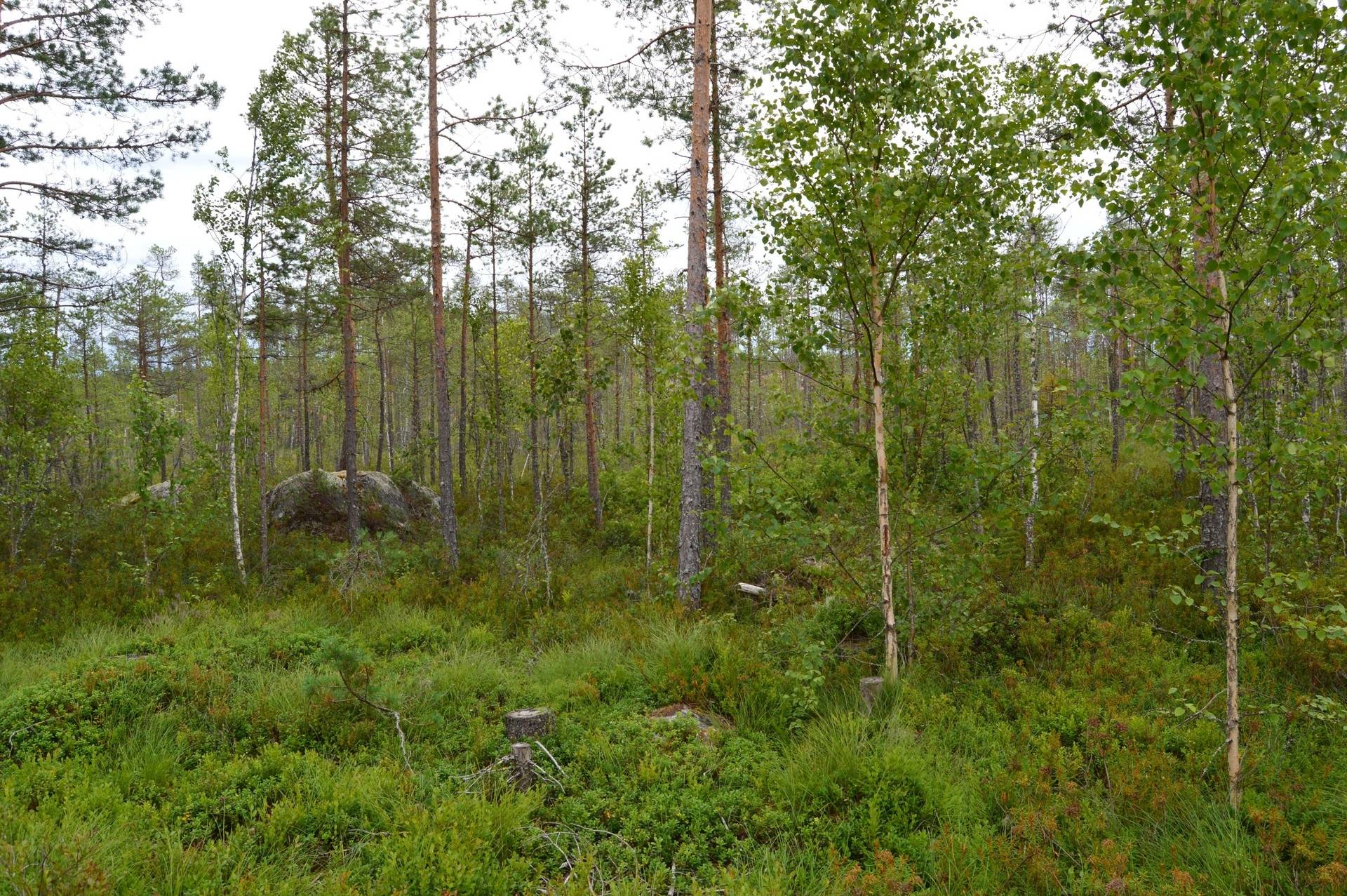 Gård med skogsbruk på Staffas i Linghed Falu kommun - bild 10