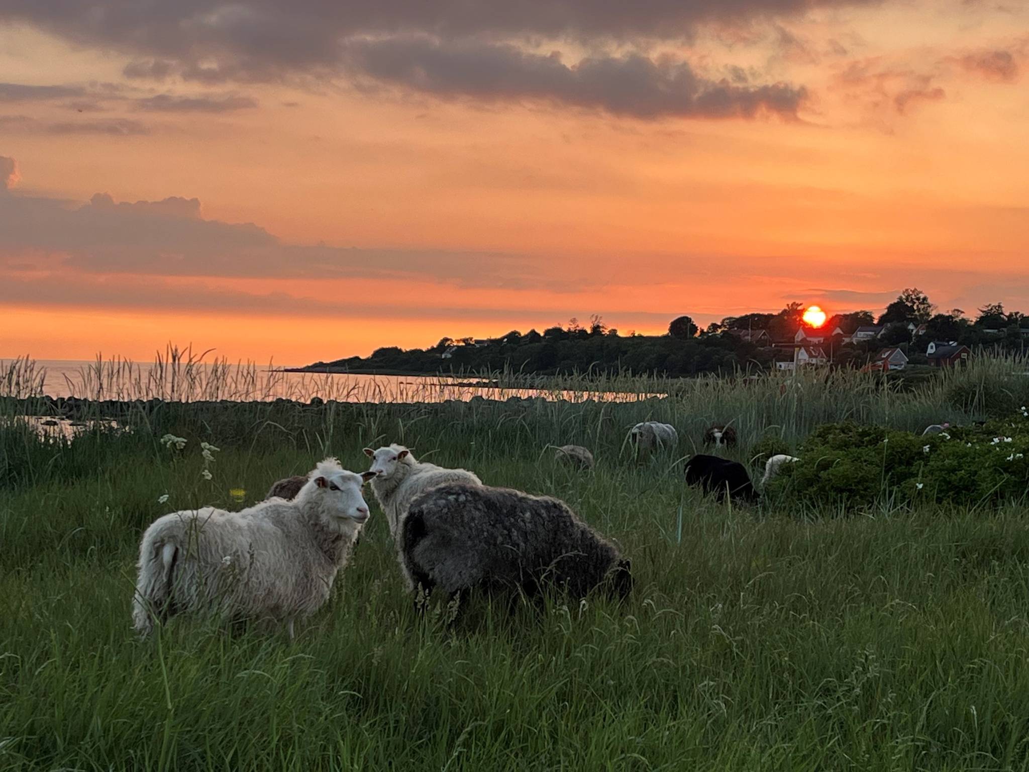 7 rum Villa på Vejbyslättsvägen 23C Vejby Ängelholms kommun - bild 36