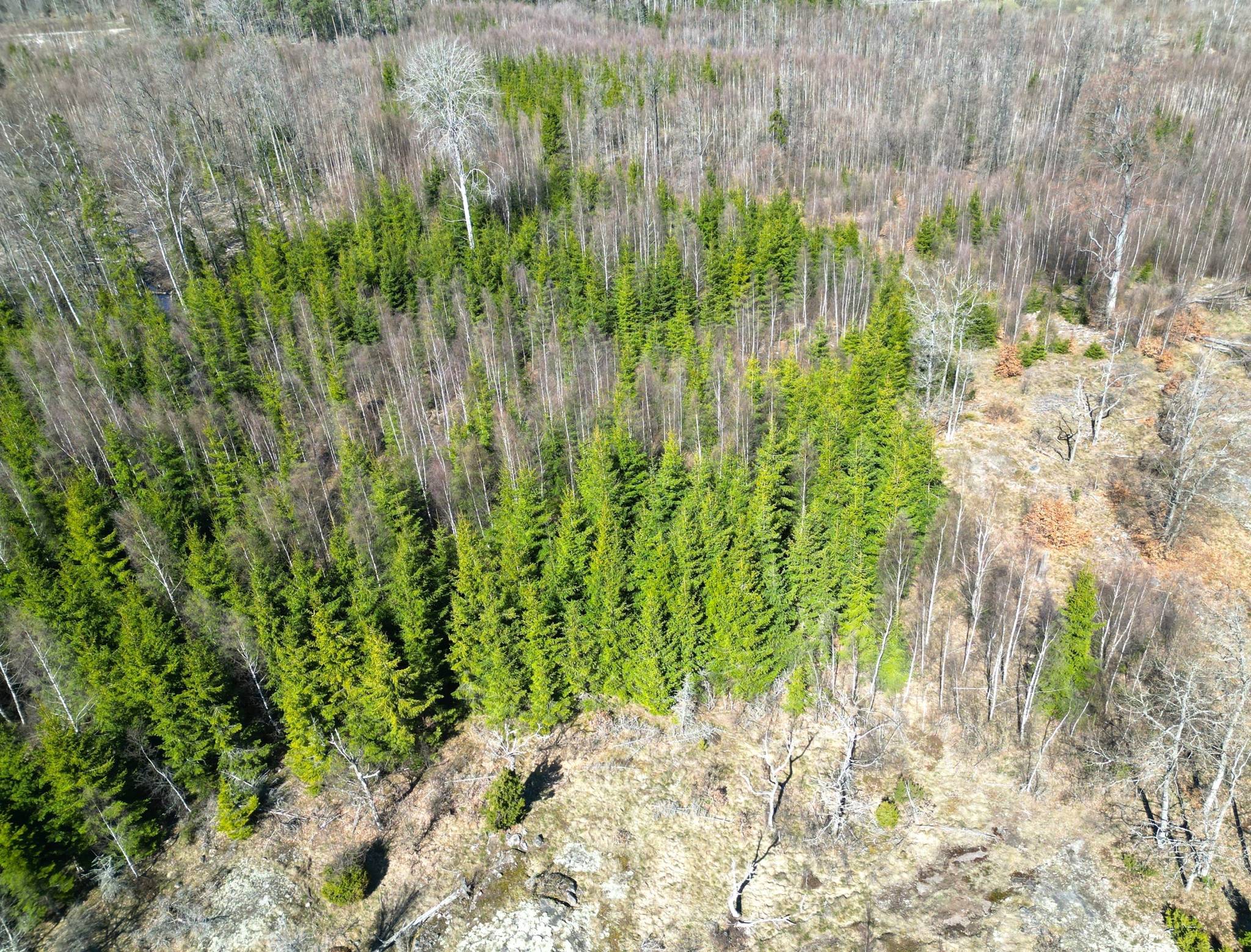 Gård med skogsbruk på Juanslycke, Torsås Torsås kommun - bild 3