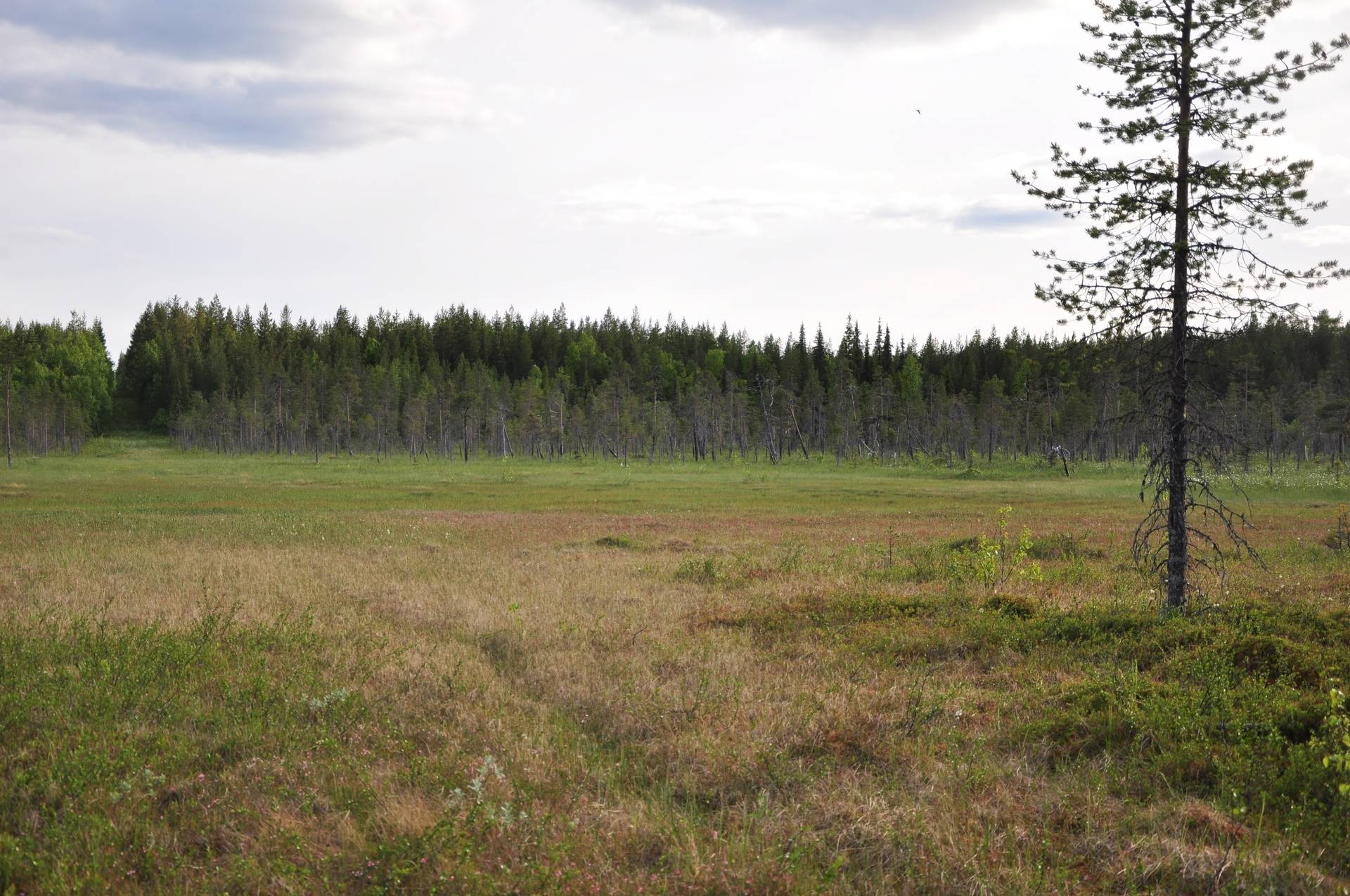 Gård/skog på Merasjärvi Kiruna kommun - bild 6