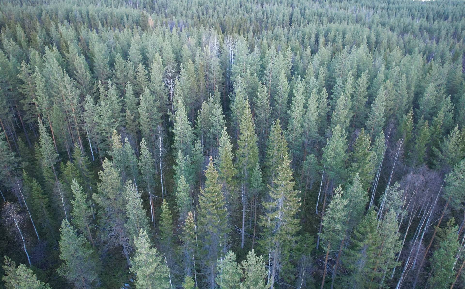 Gård med skogsbruk Gunnarn Storumans kommun - bild 12