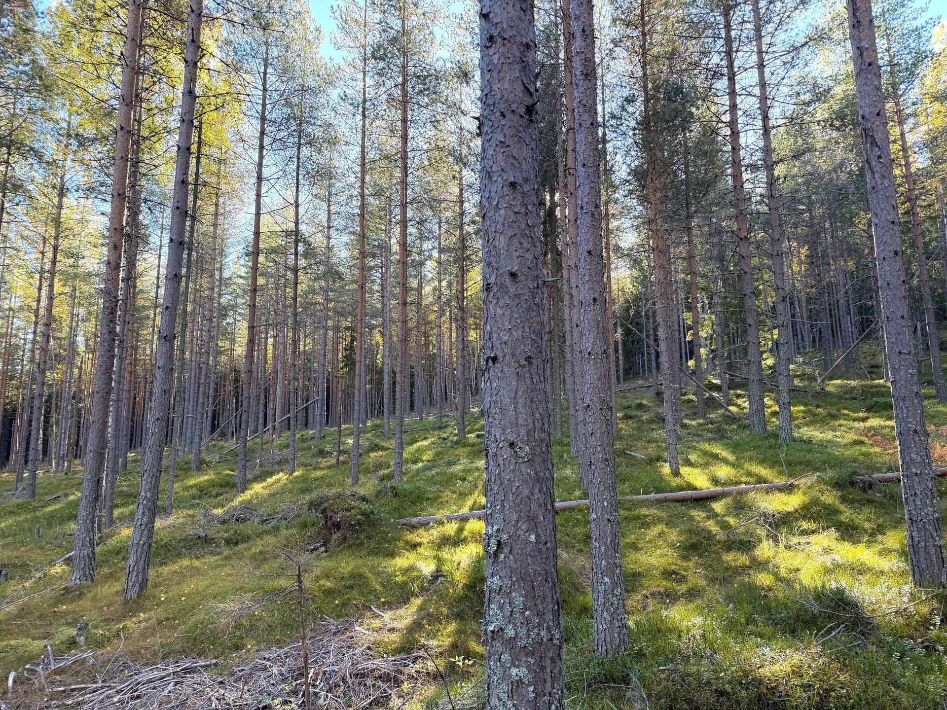 Sollerön, Mora kommun