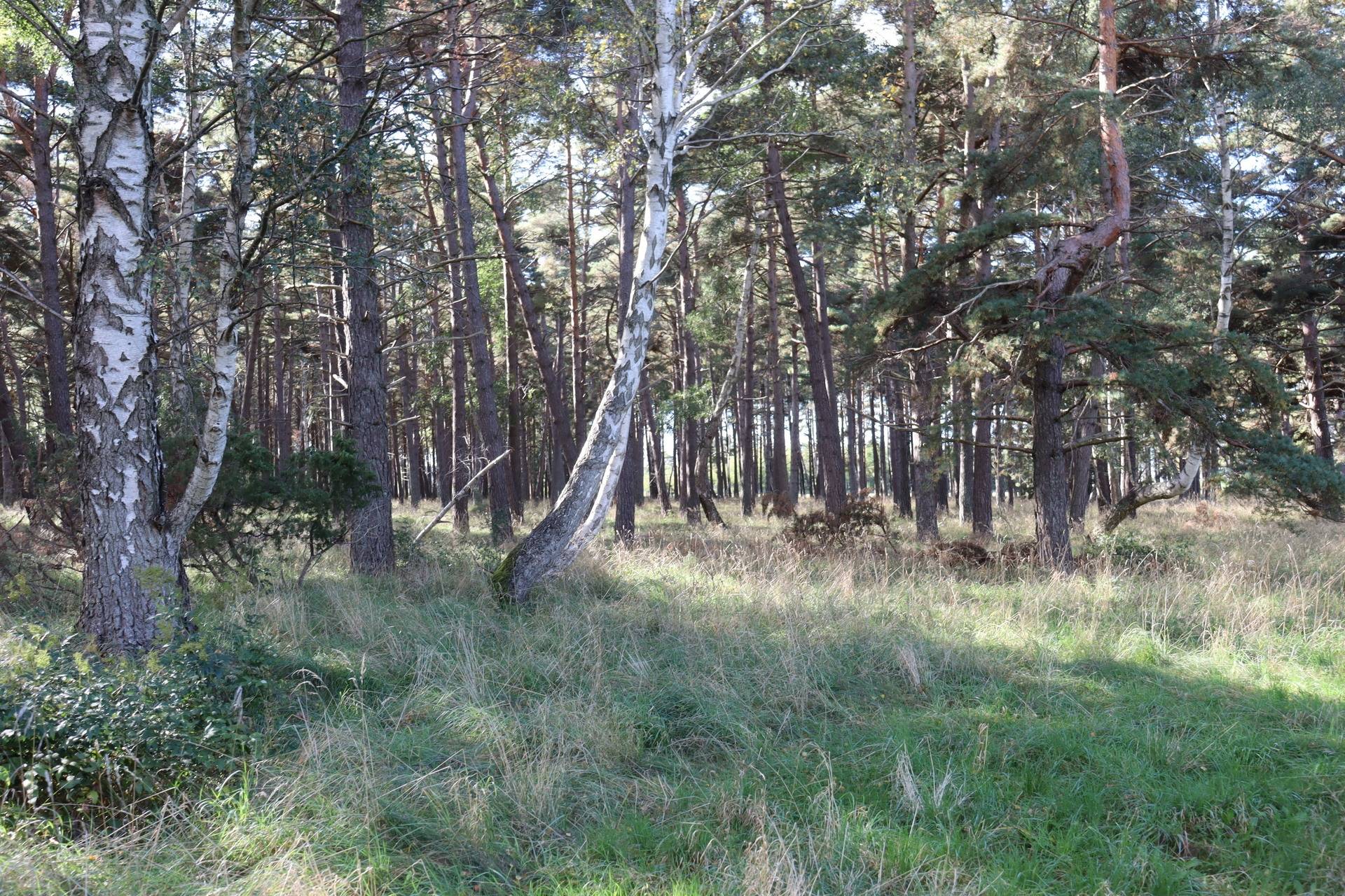 6 rum Gård med jordbruk på Prästgårdsvägen 53 Havdhem - Södra Gotland Gotlands kommun - bild 88