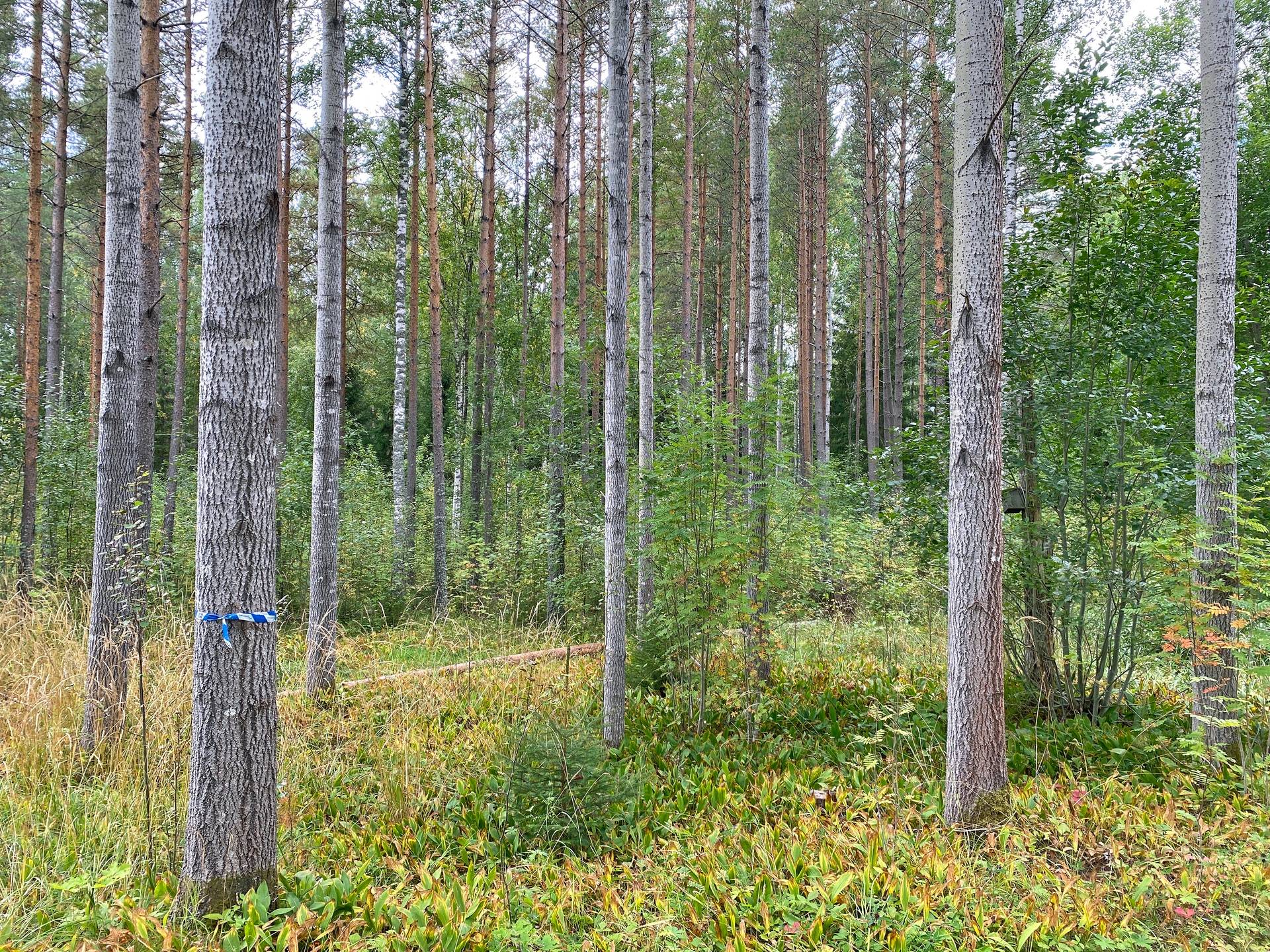 Gård med skogsbruk på Skog och jakt nära Söderhamn Hällmyra Söderhamns kommun - bild 5