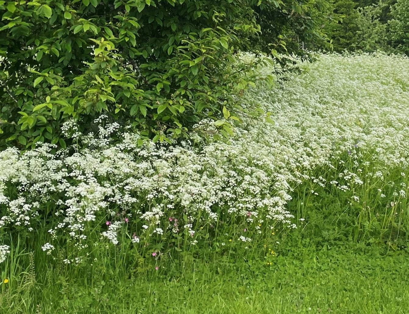 5 rum Villa på Kyan 218 Lövånger Skellefteå kommun - bild 50