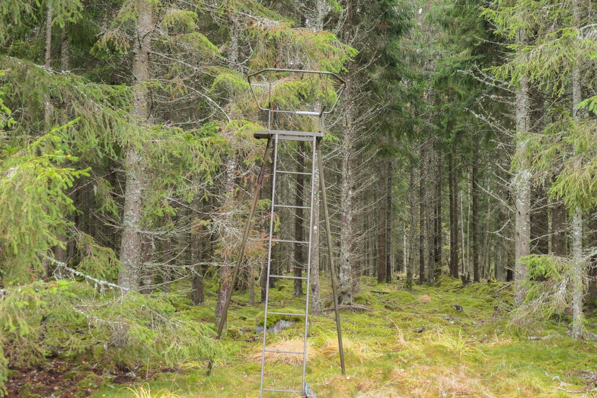 Gård/skog på 56 ha skogsmark med bra bonitet utanför Floby Falköpings kommun - bild 9