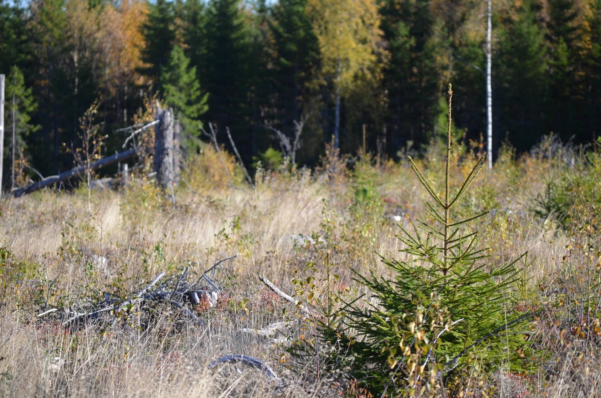 Gård med skogsbruk på Österfors Gagnefs kommun - bild 10
