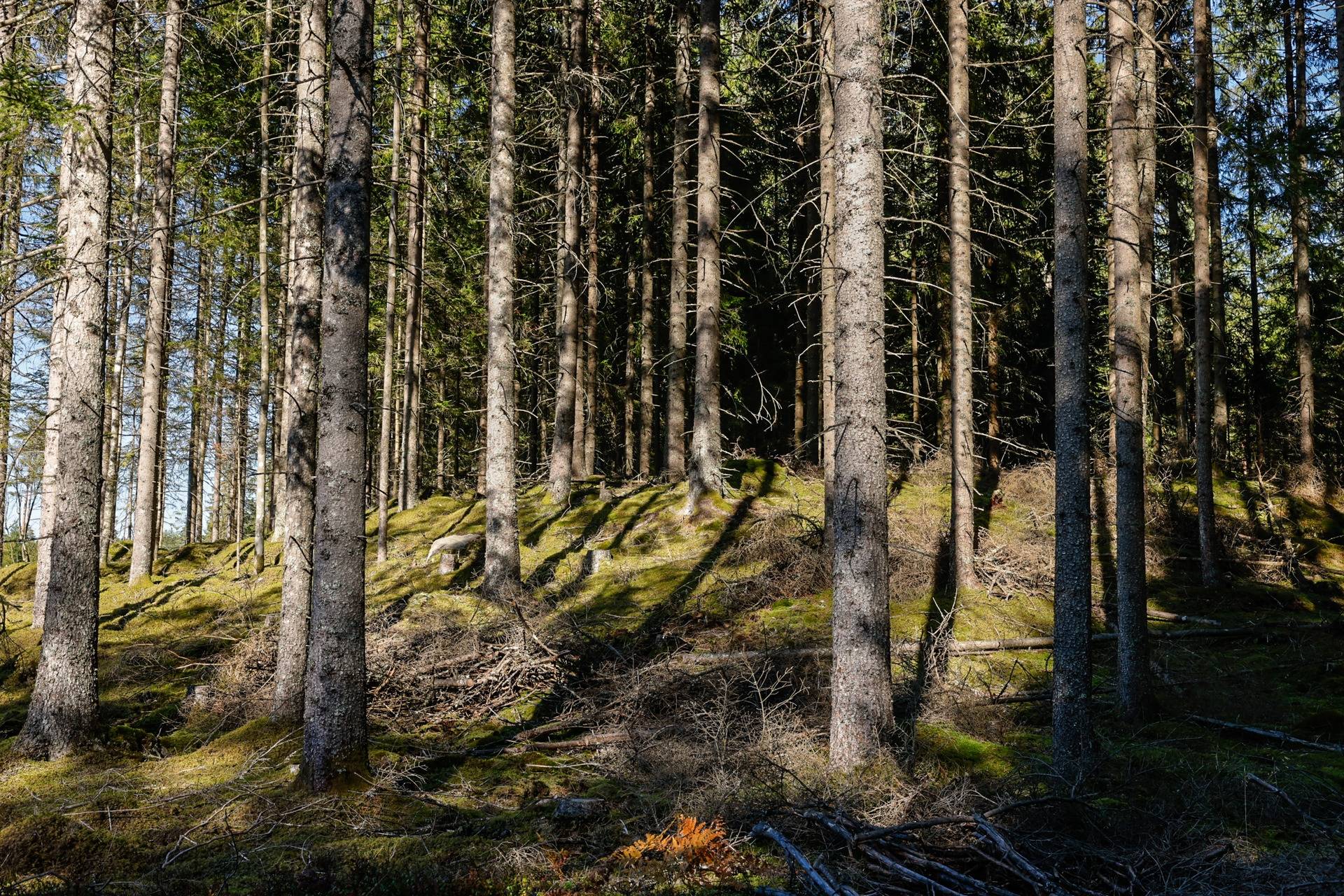 Gård/skog på SVENLJUNGA UGGLEBO 2:3 Örsås Svenljunga kommun - bild 28