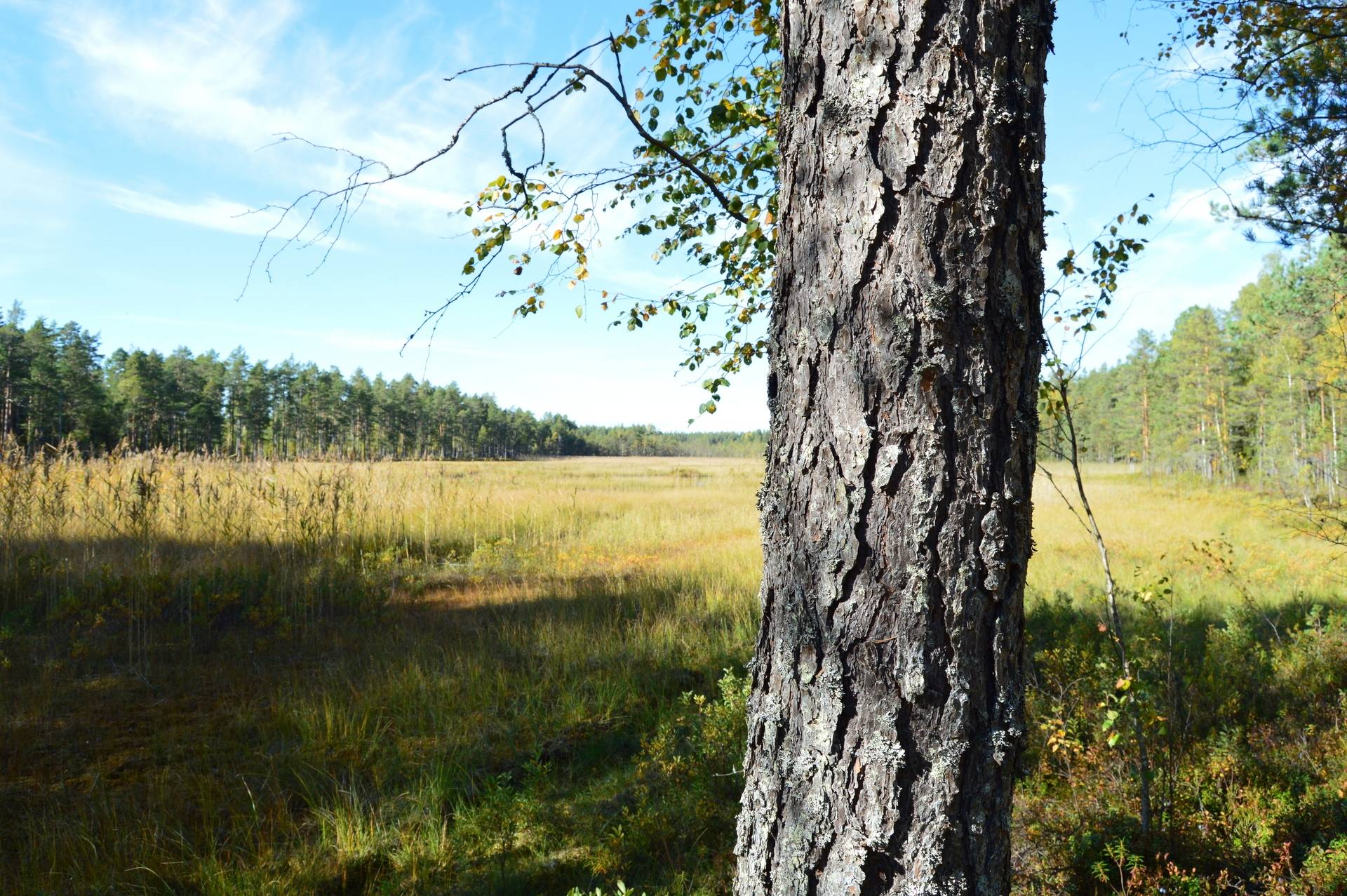 Gård med skogsbruk på Landtjärn Sandvikens kommun - bild 19