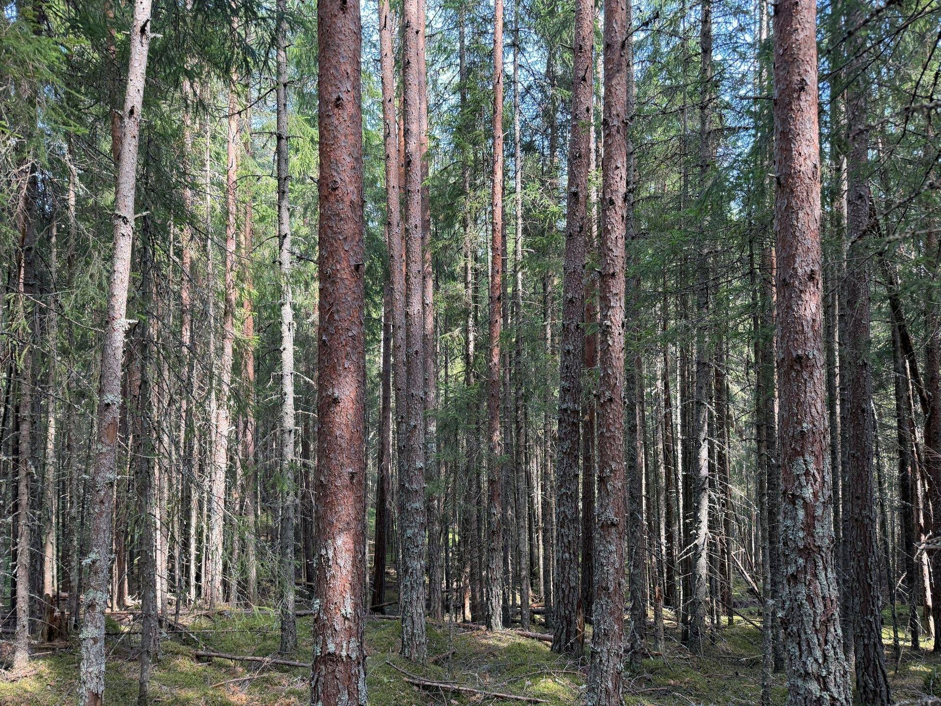 Gård/skog på Hansjö 317:24 Orsa kommun - bild 29