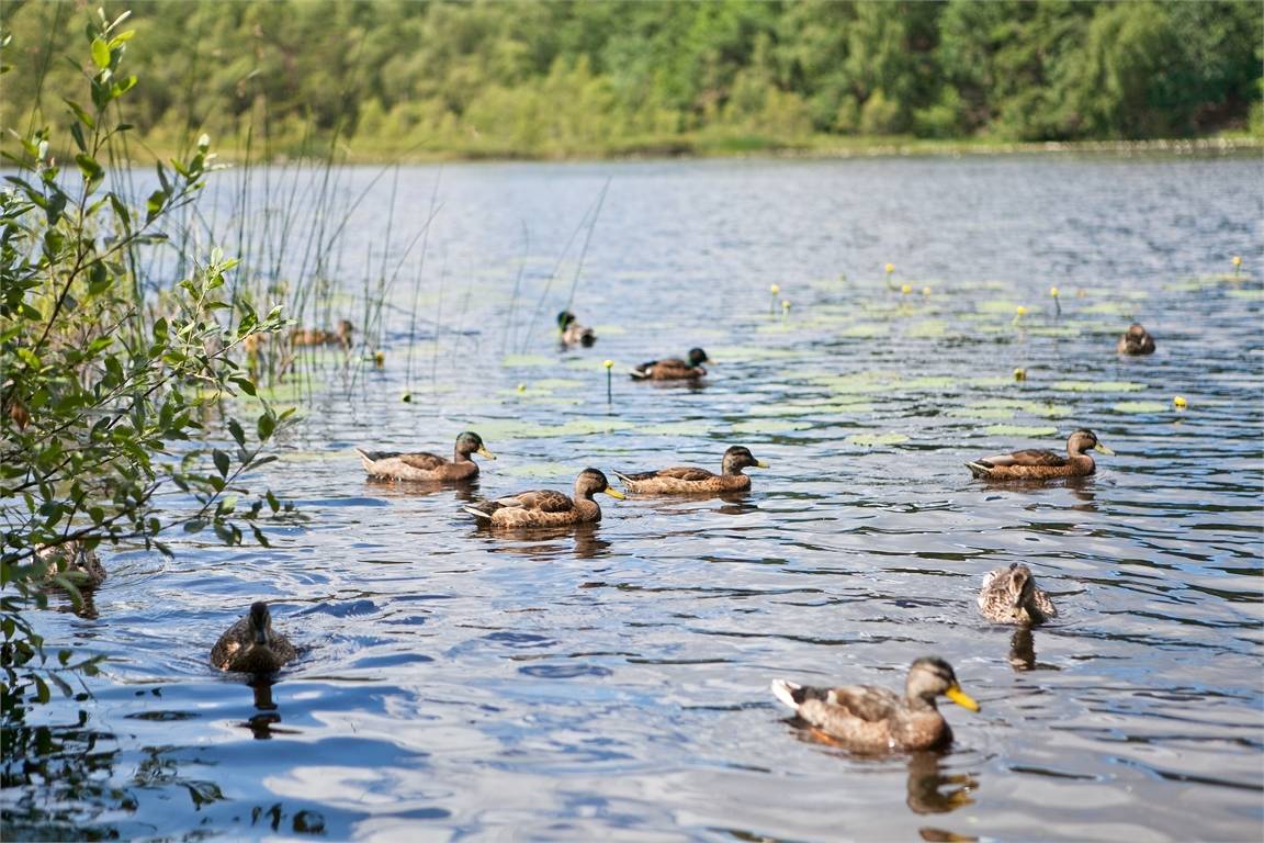4 rum Lägenhet på Bisittarevägen 14 Björndammen Partille kommun - bild 36