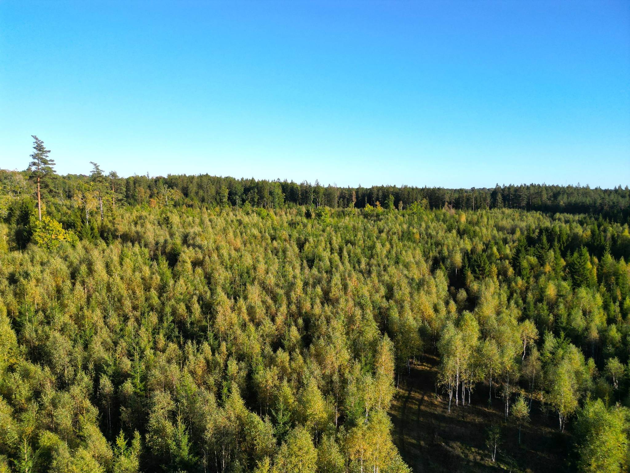 Gård med skogsbruk på Trällebonäs, Älmeboda Älmeboda Trällebo Tingsryds kommun - bild 5