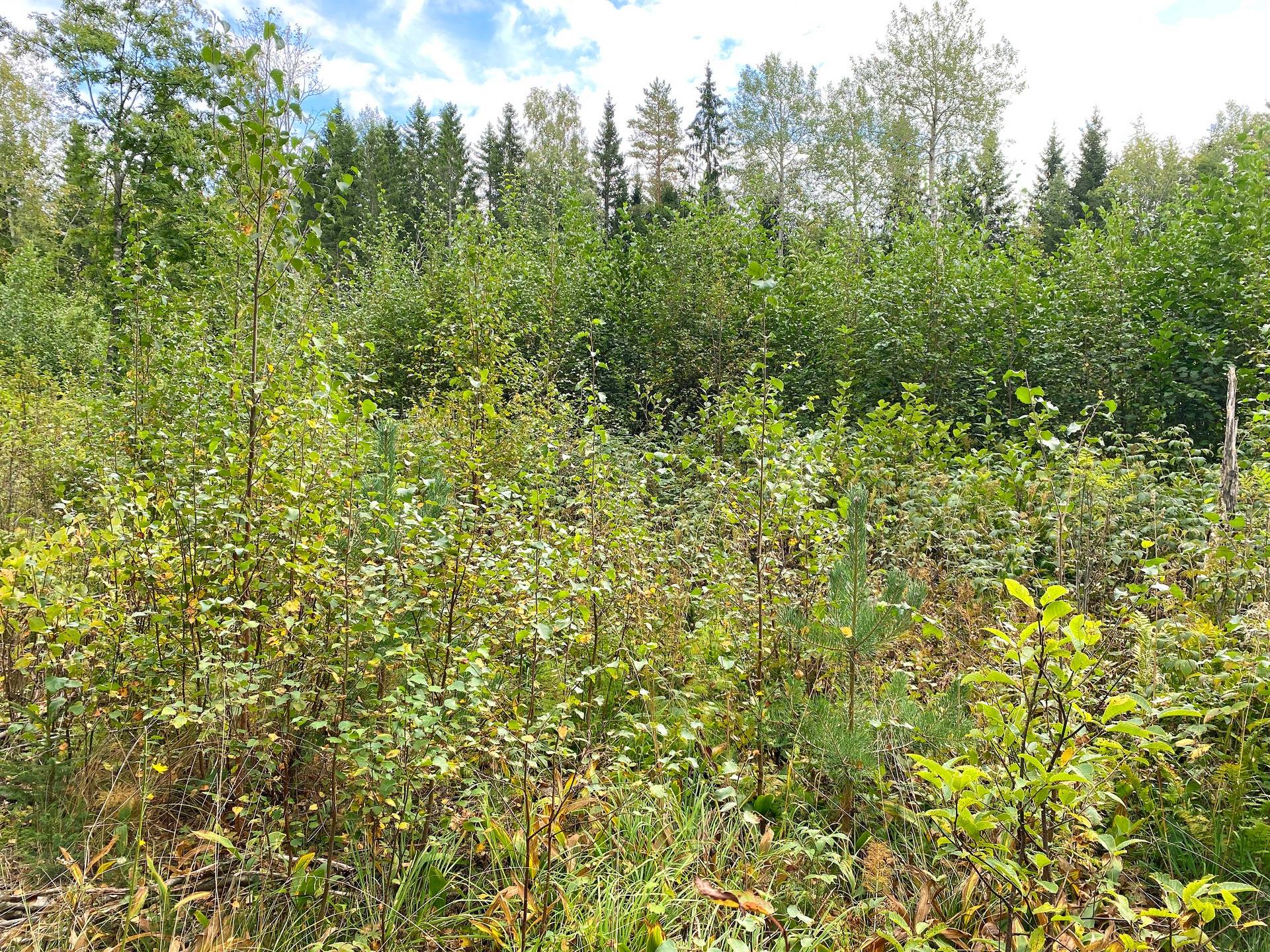 Gård med skogsbruk på Skog och jakt nära Söderhamn Hällmyra Söderhamns kommun - bild 12