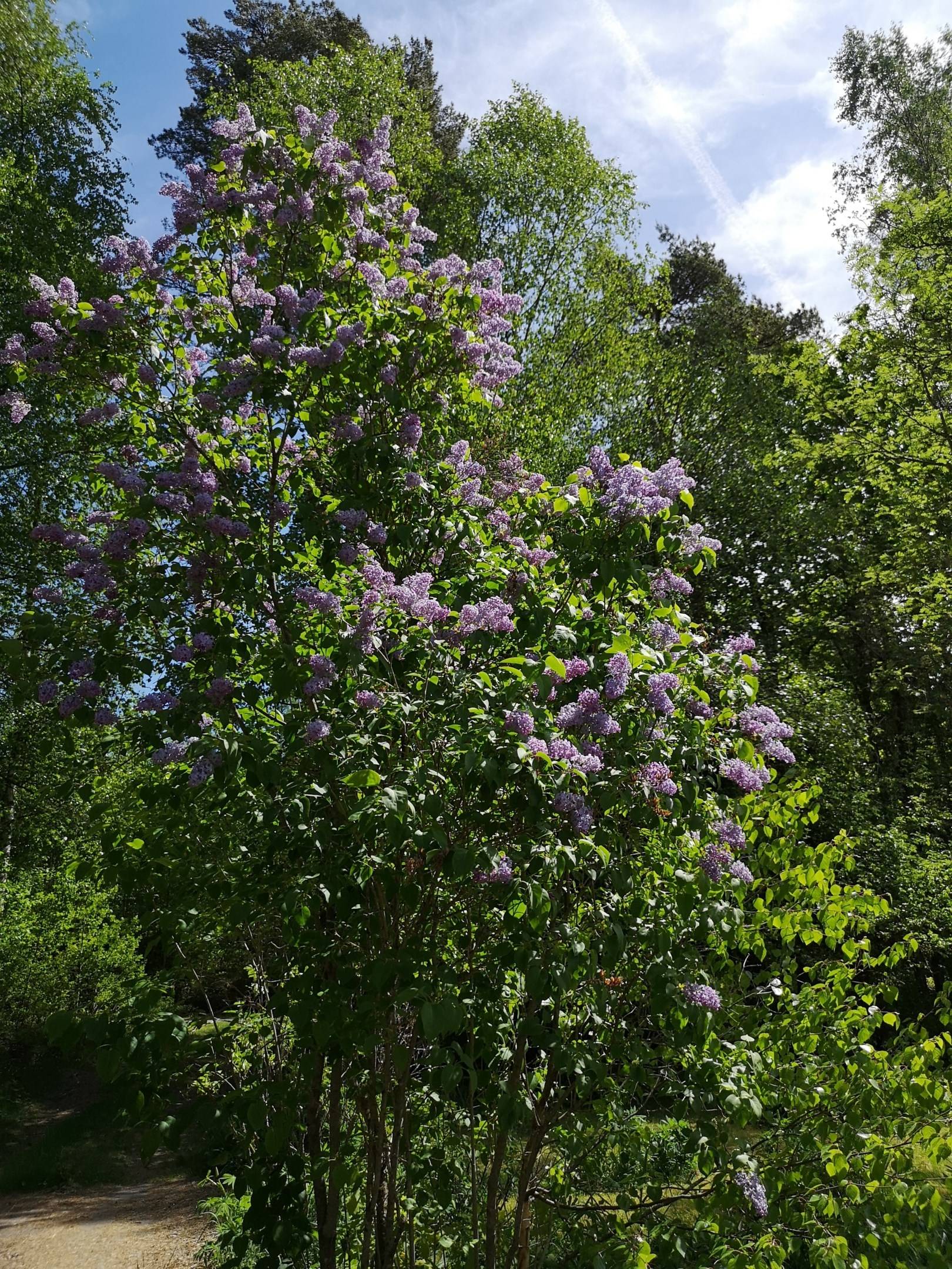 3 rum Villa på Norra Gränsvägen 13 Sjömarken Borås kommun - bild 26