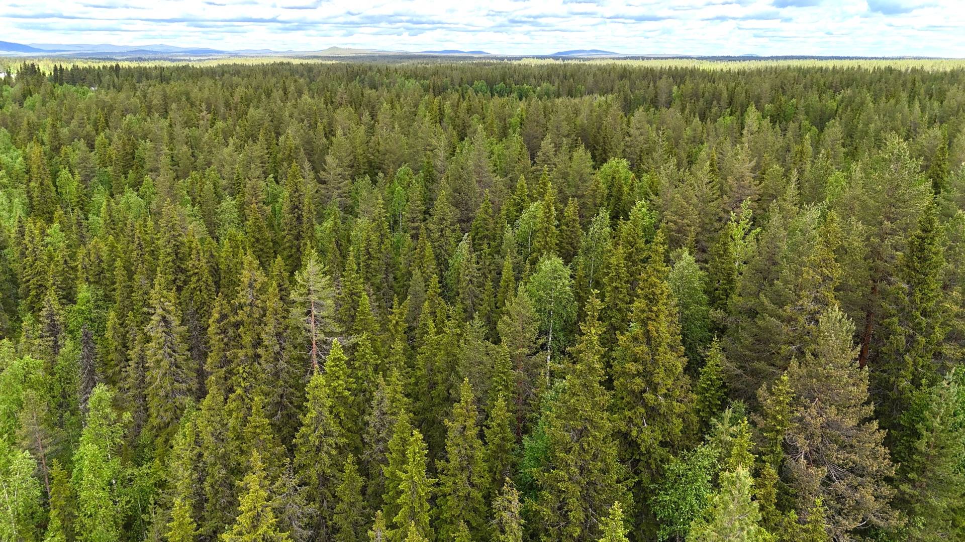 Abborrträsk, Arvidsjaurs kommun