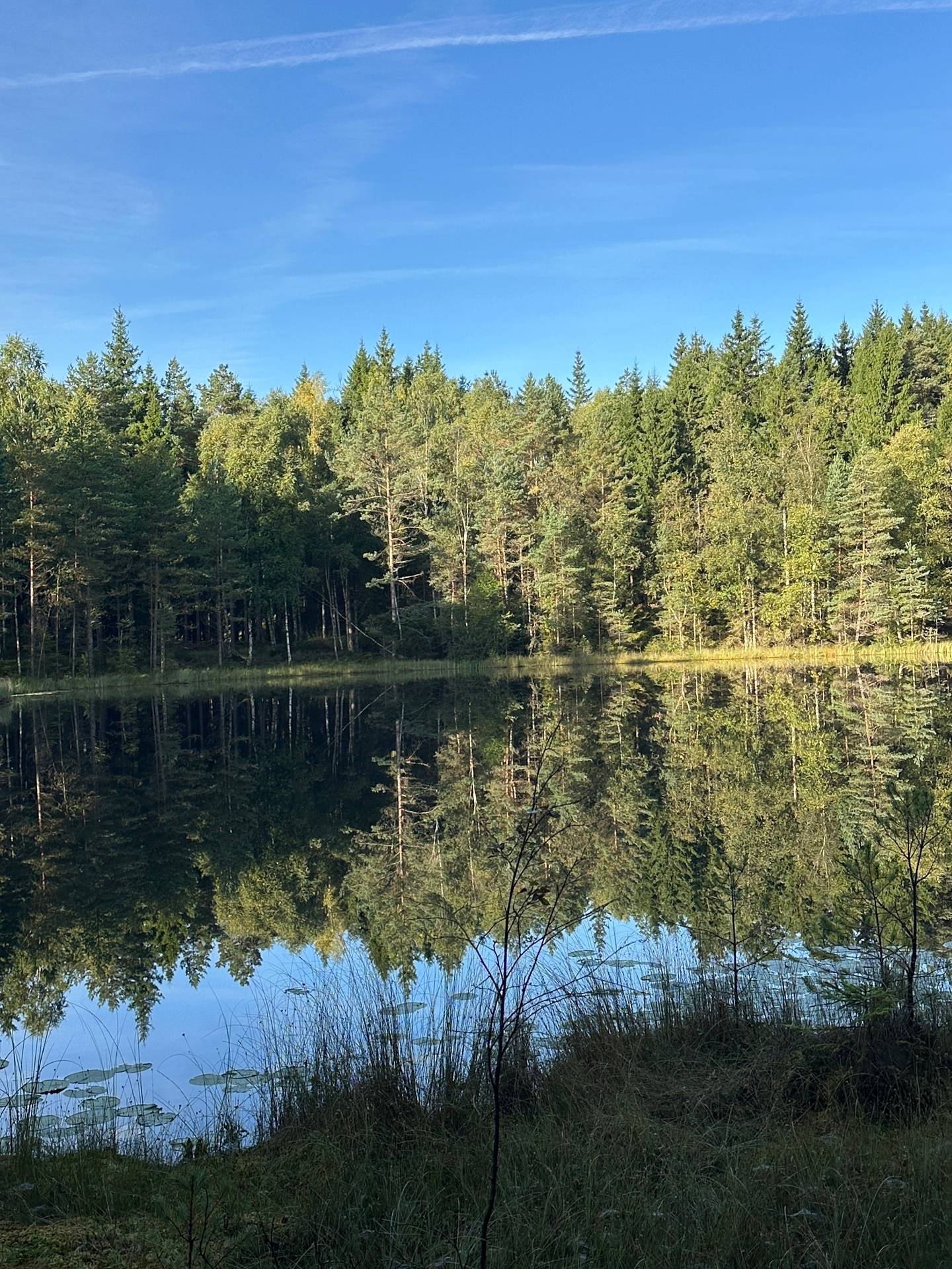 Gård med skogsbruk på MARK ANABÄCKSHULT 2:14 Anabäckshult Marks kommun - bild 42