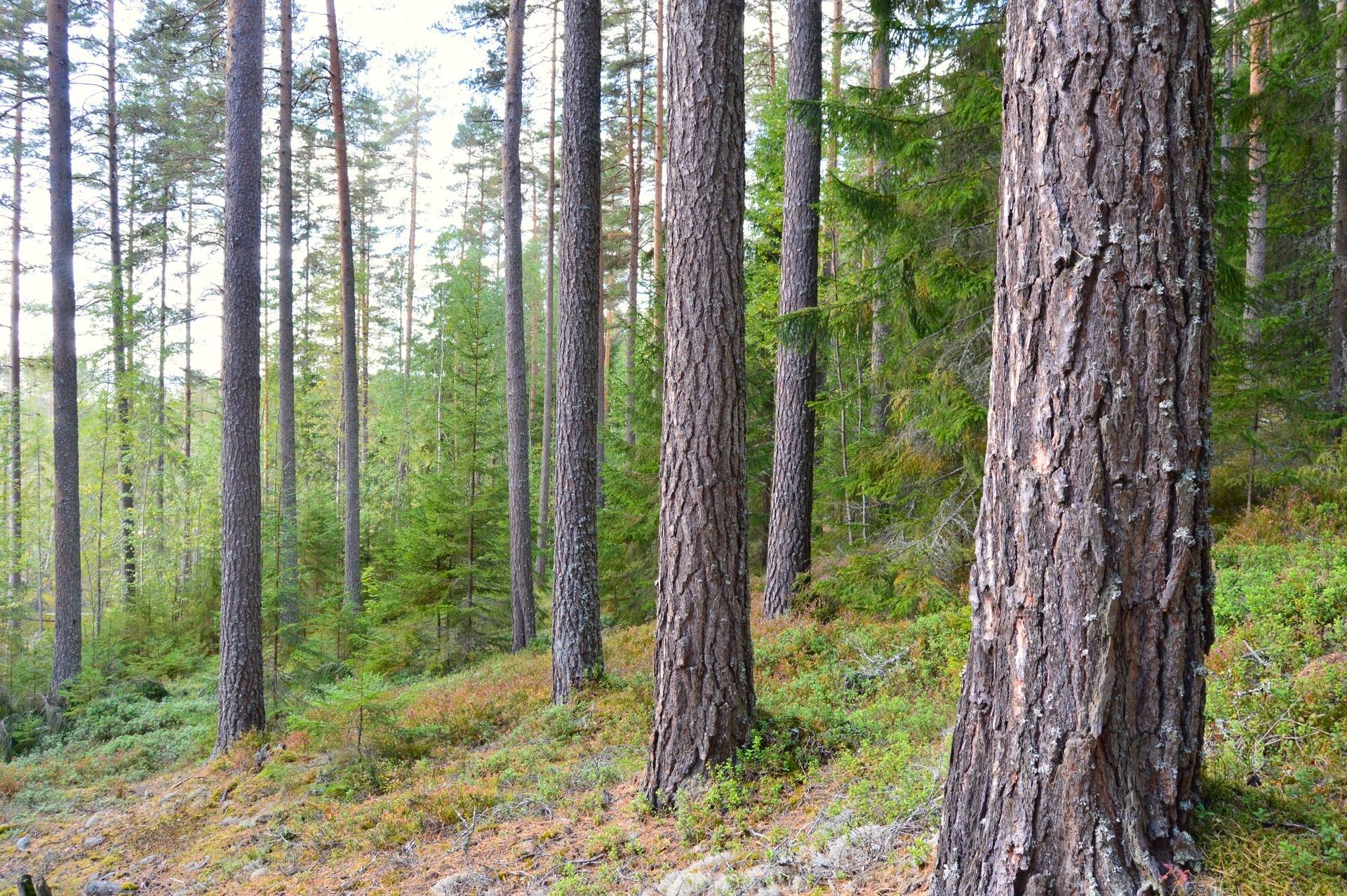 Gård med skogsbruk på Vällgården Falu kommun - bild 6