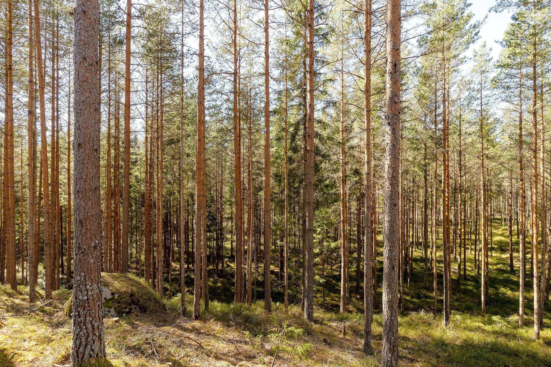 Gård med skogsbruk på Skog i Torhyttan, 44 ha Lekebergs kommun - bild 10