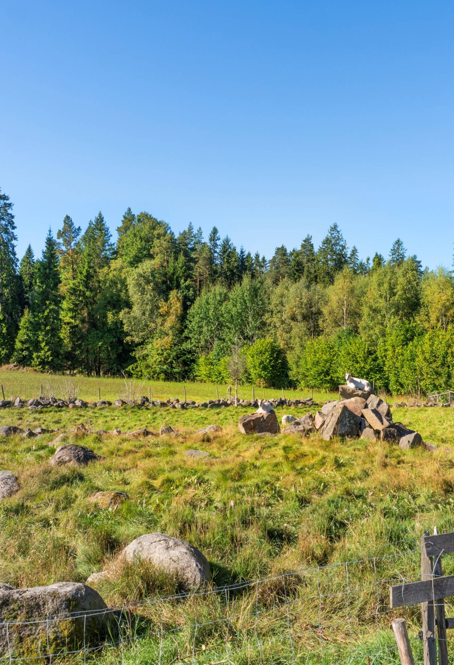 4 rum Gård/skog på Västra Mo 6 Nya Hjälmseryd Sävsjö kommun - bild 18