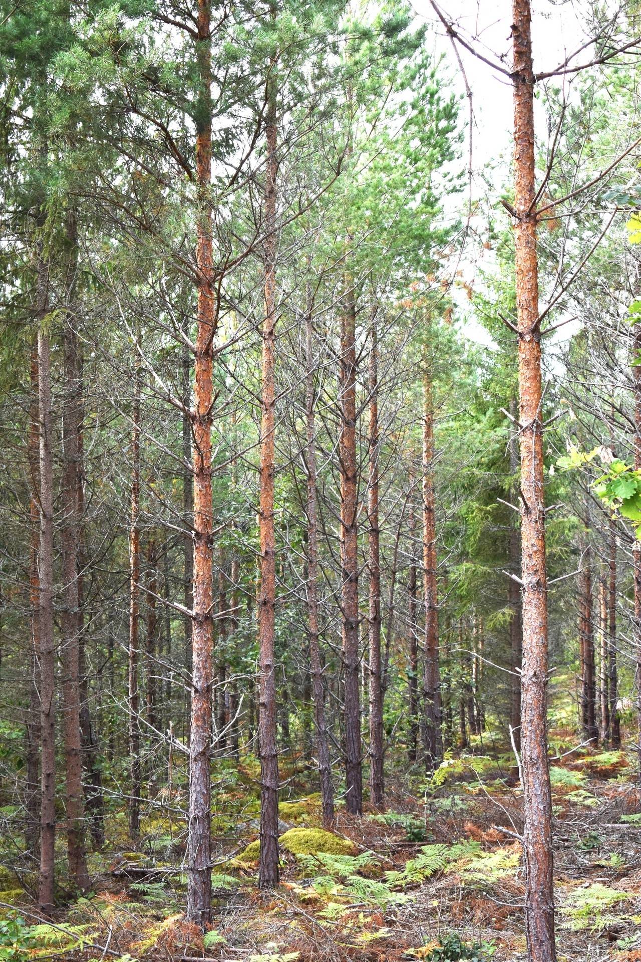 Gård med skogsbruk på Svalehult Nybro kommun - bild 15
