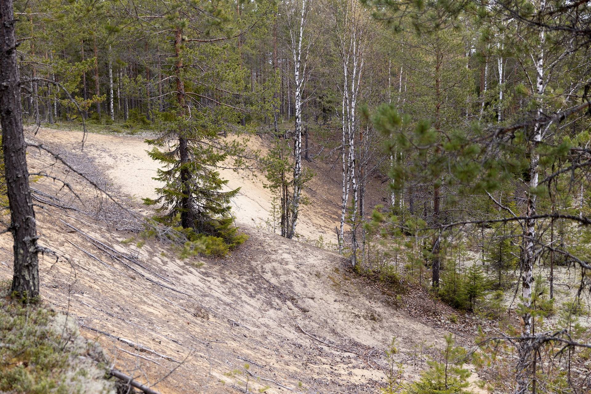 Gård/skog på Robertsforsvägen 23 Skellefteå kommun - bild 28