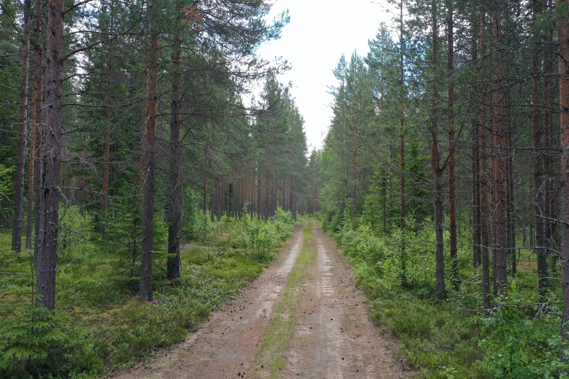 Gård med skogsbruk på Burträsks-Gammelbyn Skellefteå kommun - bild 24