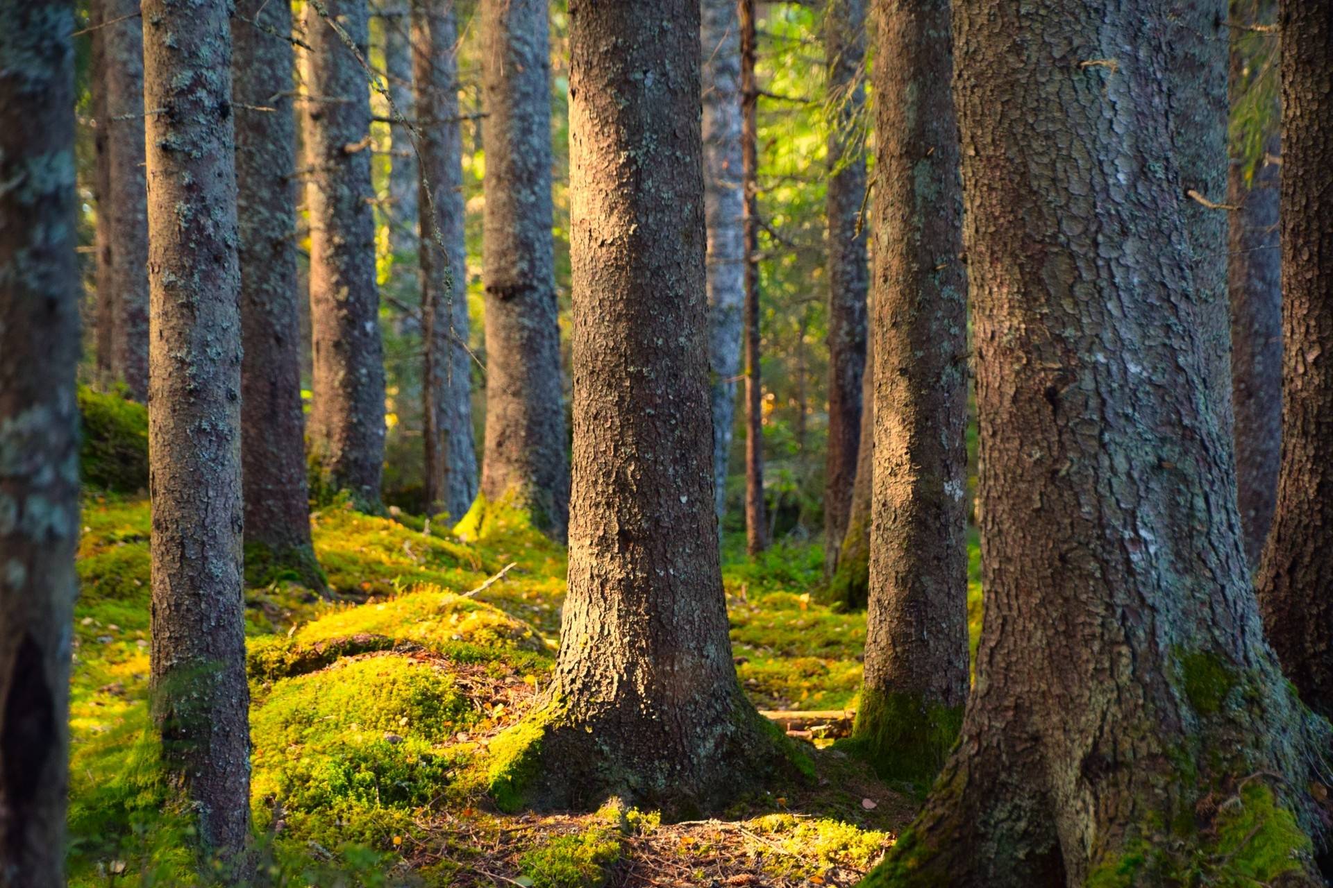 Gård med jordbruk på Snårbotten Laggartorp 23 Laggartorp Storfors kommun - bild 2