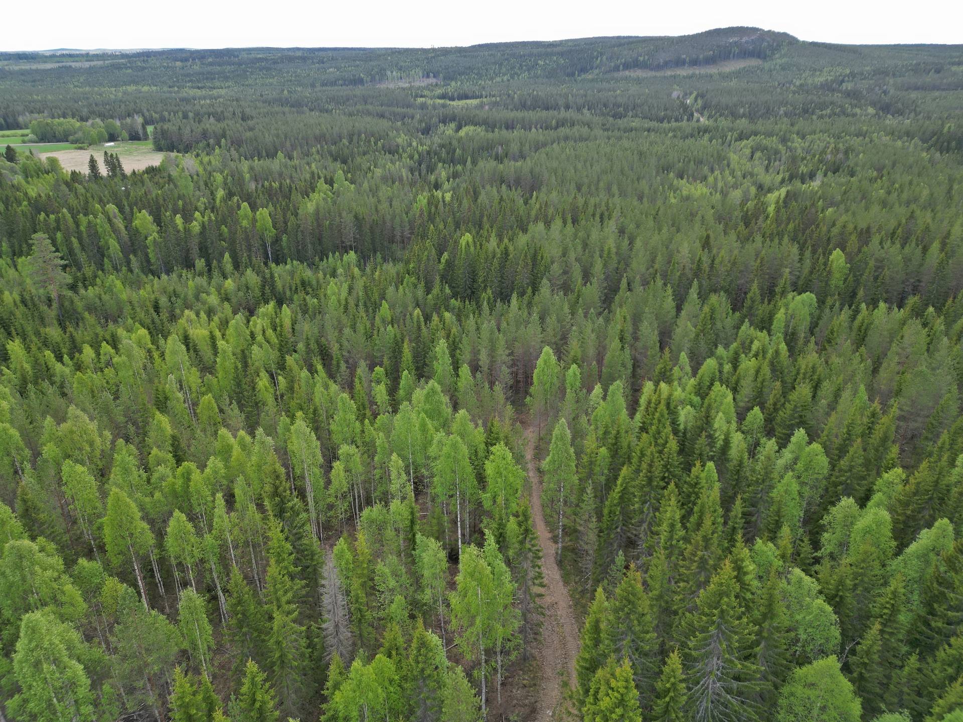 Gård/skog på Häggnäs Vindelns kommun - bild 7
