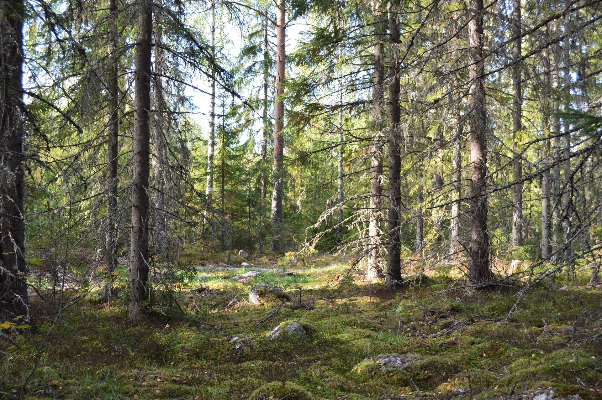 Gård med jordbruk på Sömskars skogen Sandvikens kommun - bild 30