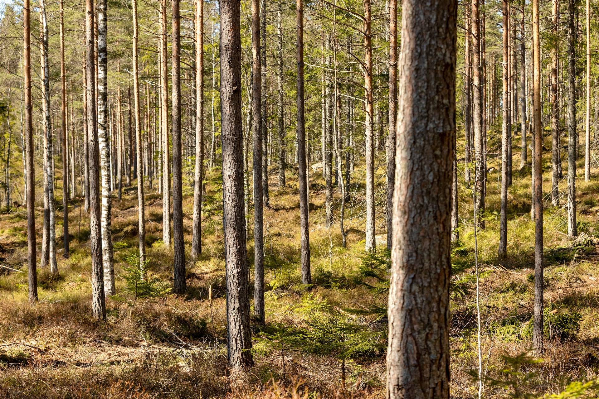 Gård med skogsbruk på Skog i Torhyttan, 44 ha Lekebergs kommun - bild 7