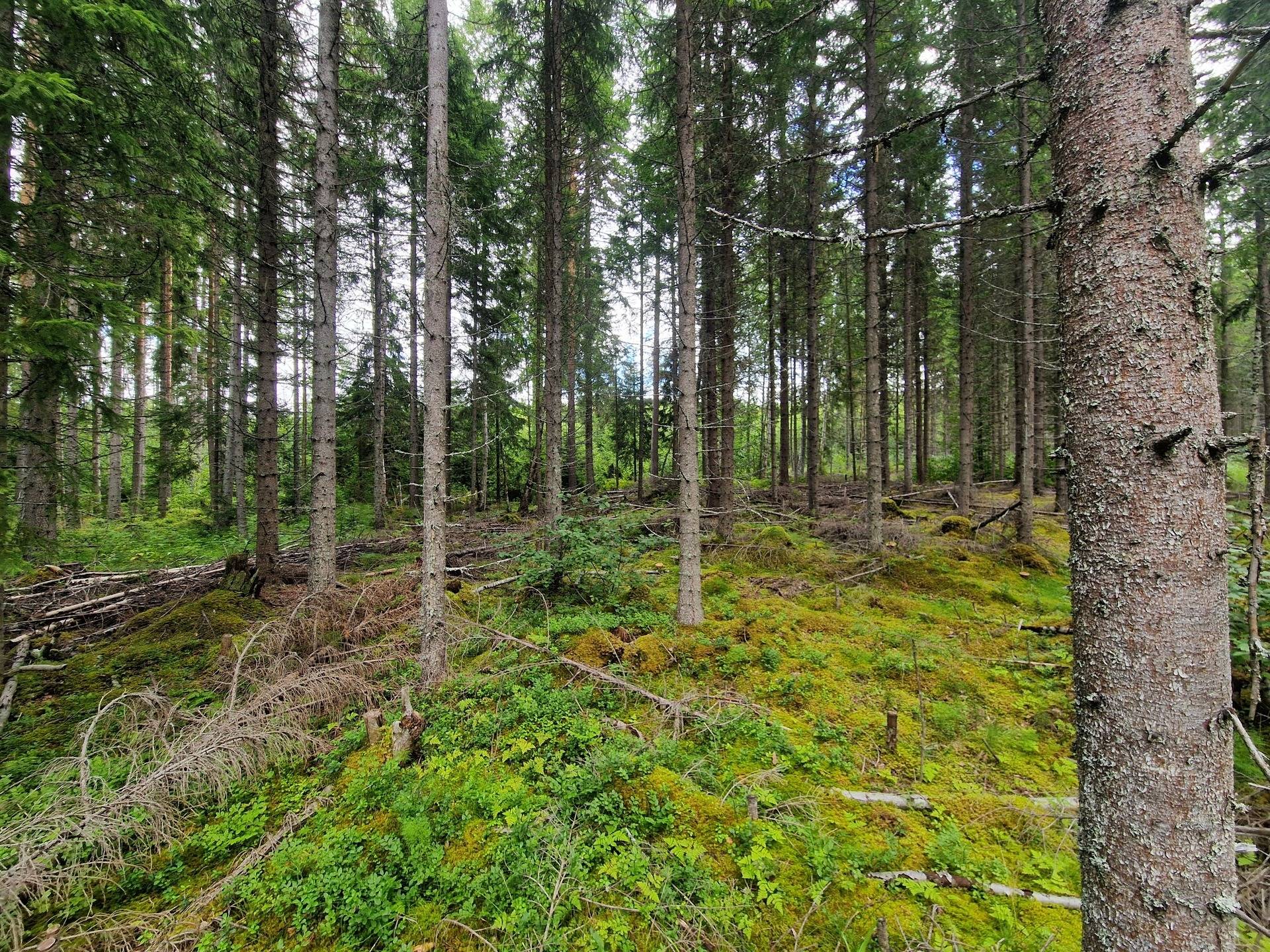 Gård med skogsbruk Bräcke kommun - bild 18