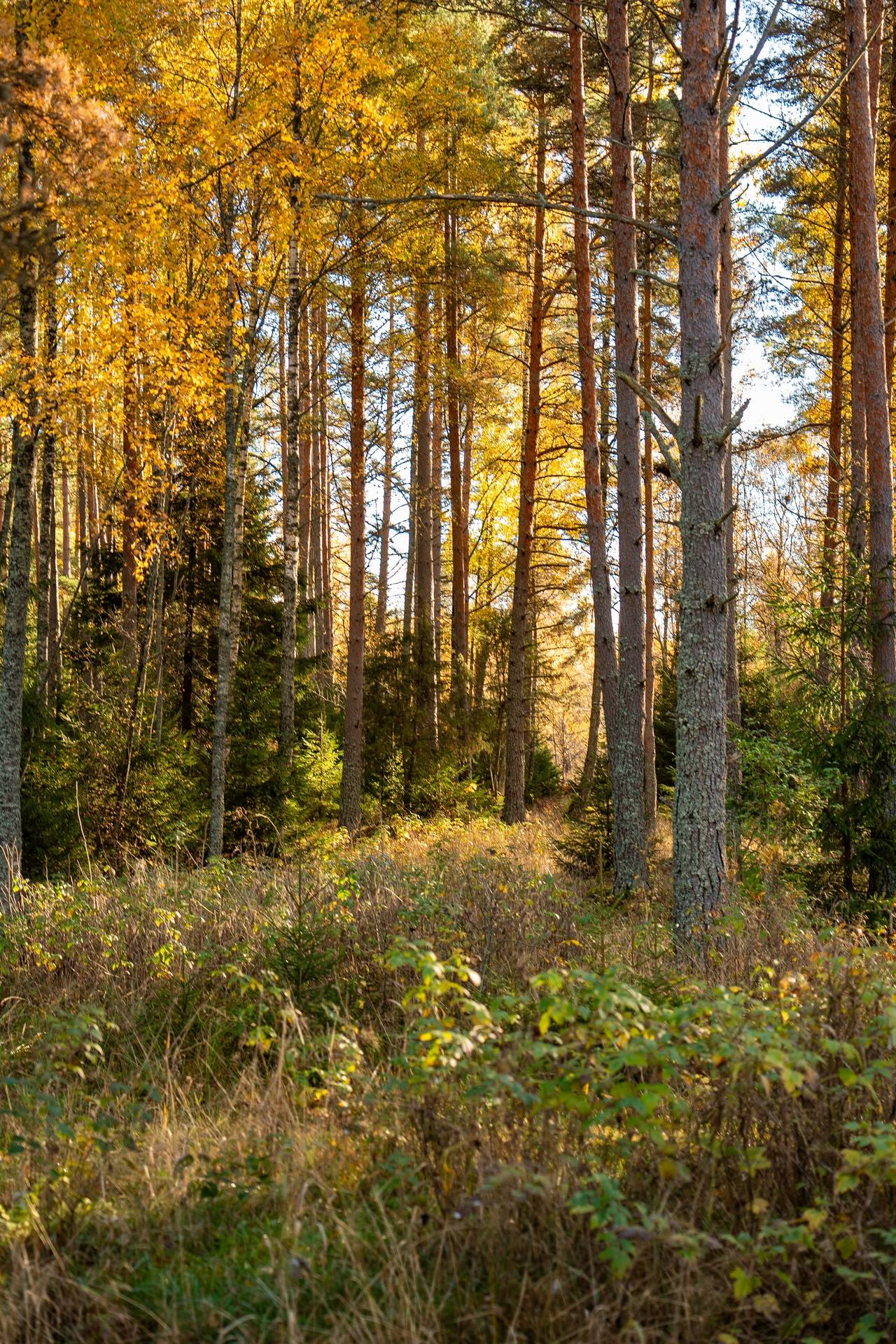 Gård med skogsbruk på Sanda Kristinehamns kommun - bild 12