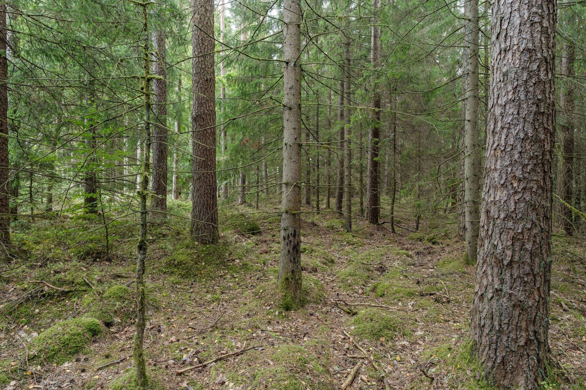5 rum Gård/skog på Mjöalt 417 Simlångsdalen Halmstads kommun - bild 5