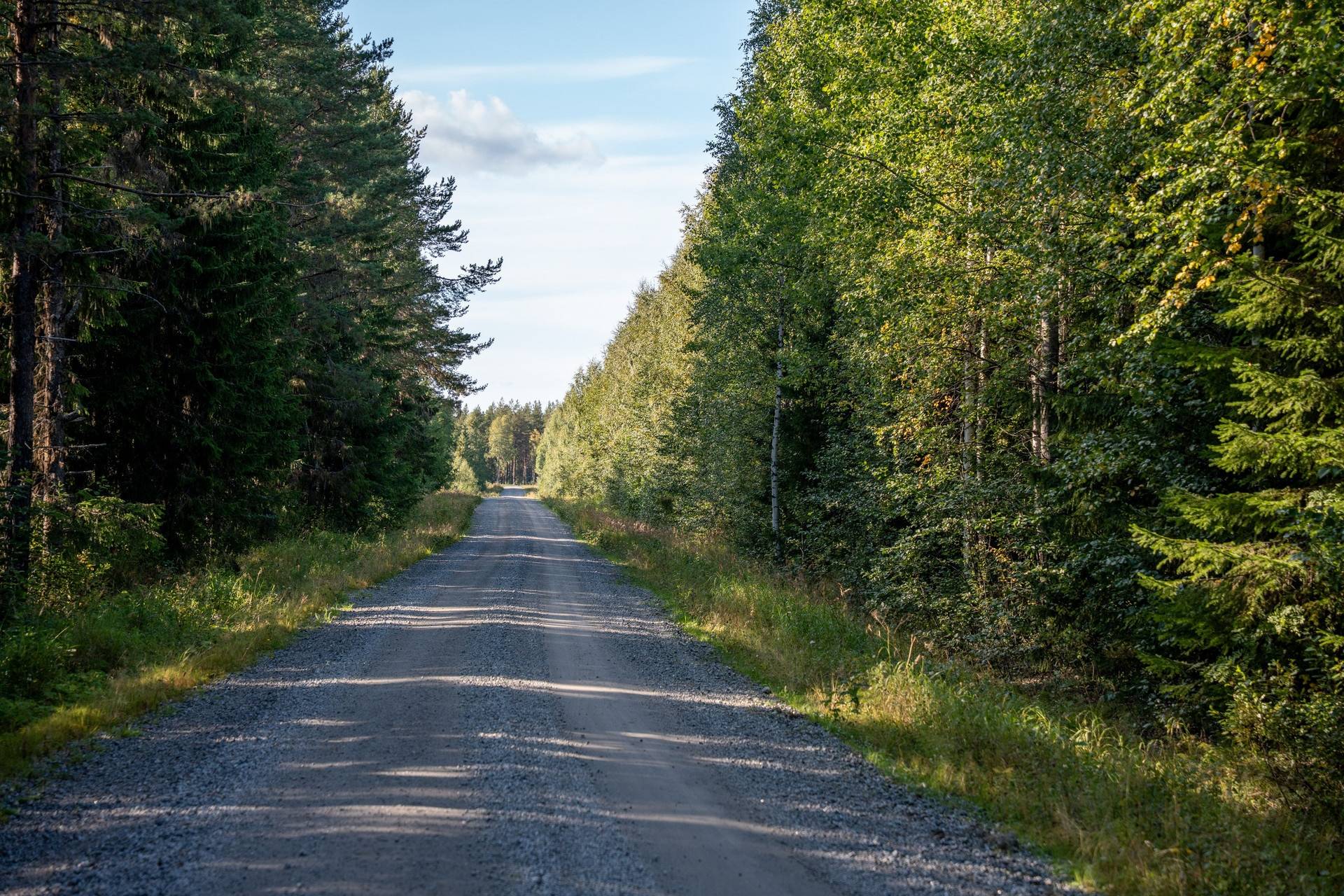 Gård med skogsbruk på Sollefteå Junsele-Vallen 2:9, Alderlund 1:11 & Junsele-Vallen 3:12 Sollefteå kommun - bild 4