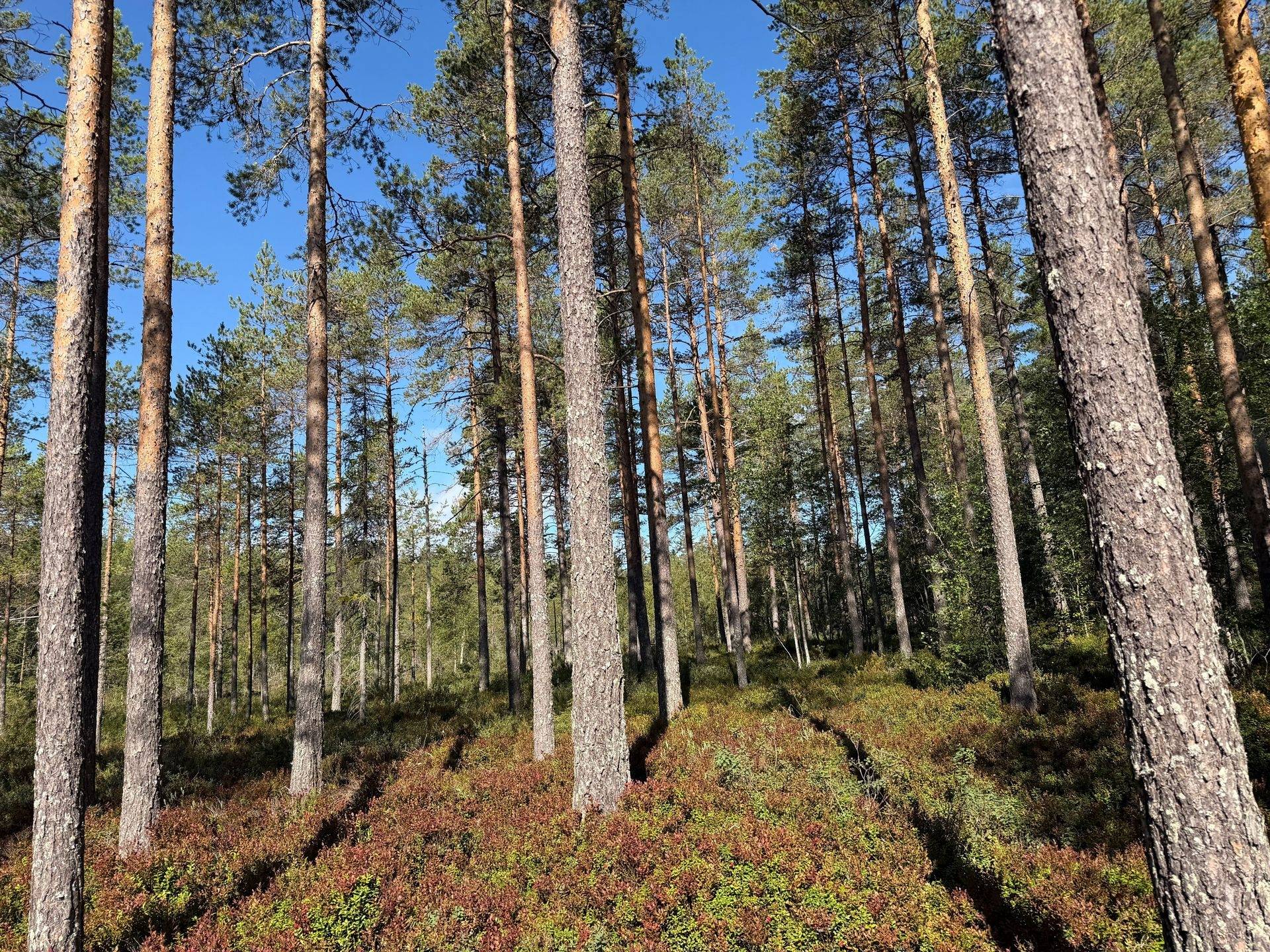 Gård/skog på Skamhed 326:1 Vansbro kommun - bild 17