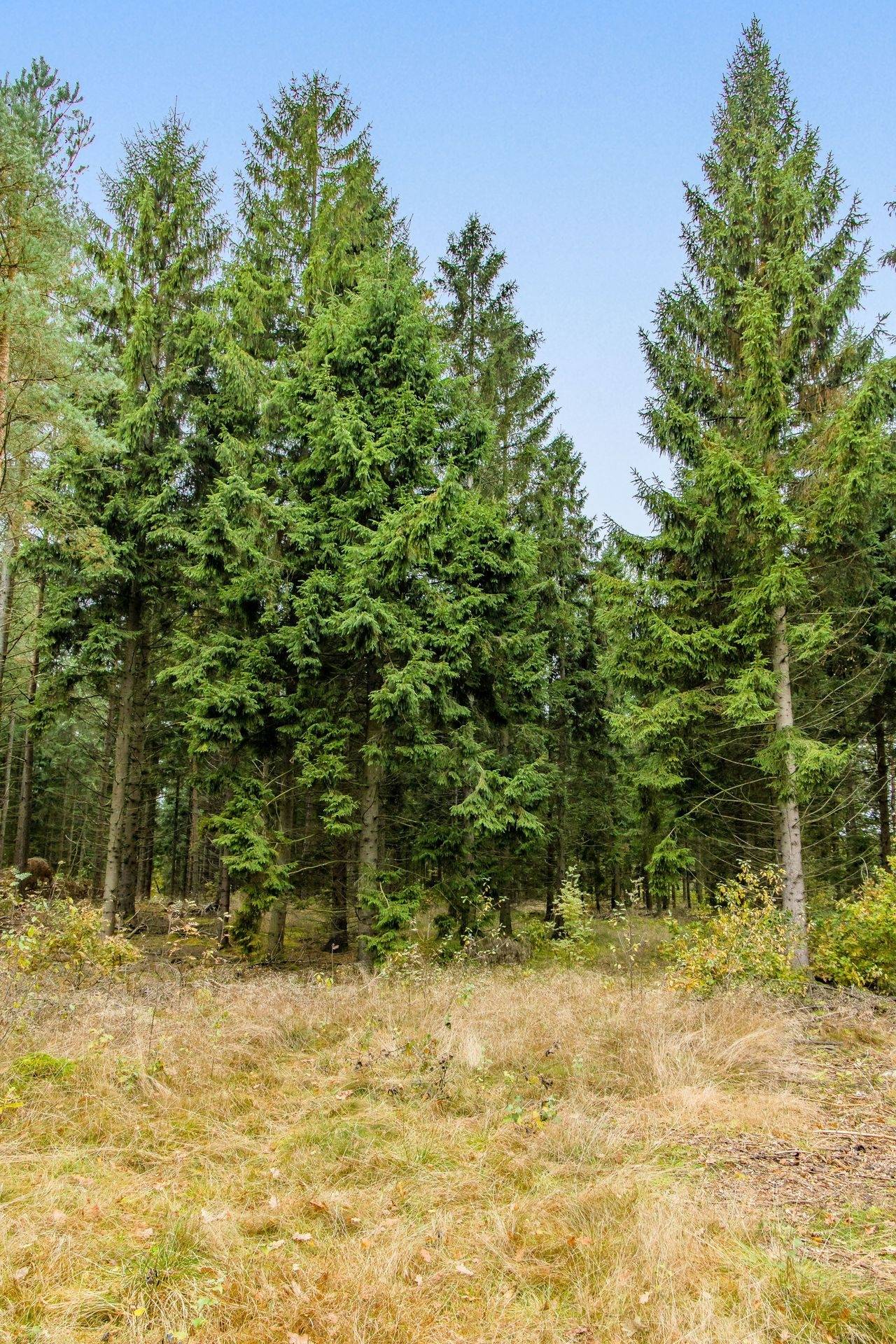 Gård med skogsbruk Knäred-Uddared Laholms kommun - bild 15