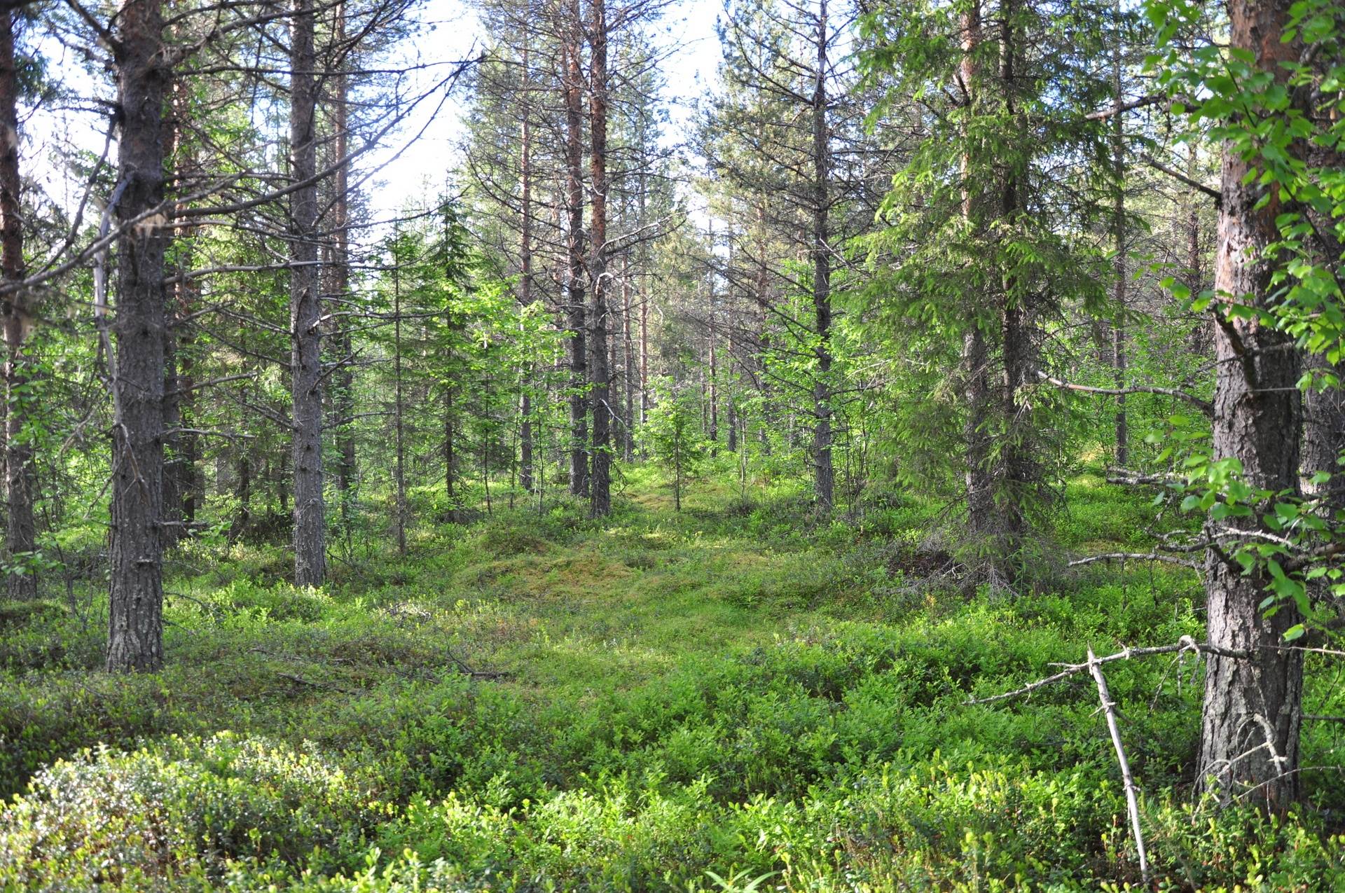 gård/skog på Merasjärvi Vittangi, Kiruna kommun - bild 2