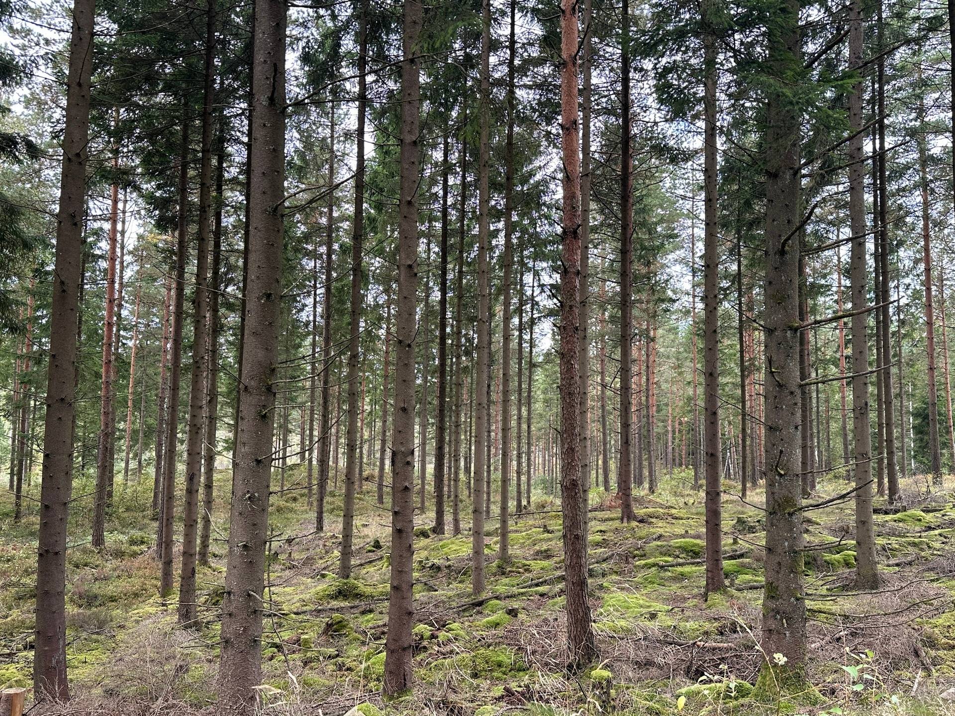 Gård med skogsbruk på MARK ANABÄCKSHULT 2:14 Anabäckshult Marks kommun - bild 33