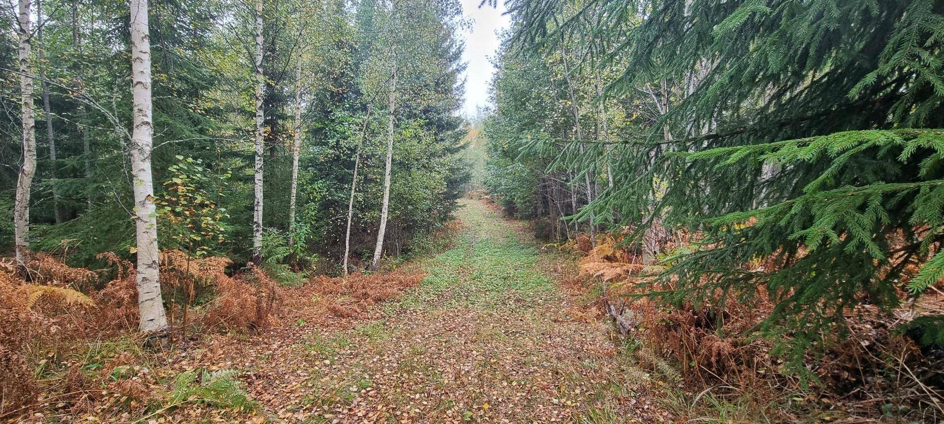 Gård/skog på Vamsta, intill naturreservatet Östhammars kommun - bild 16