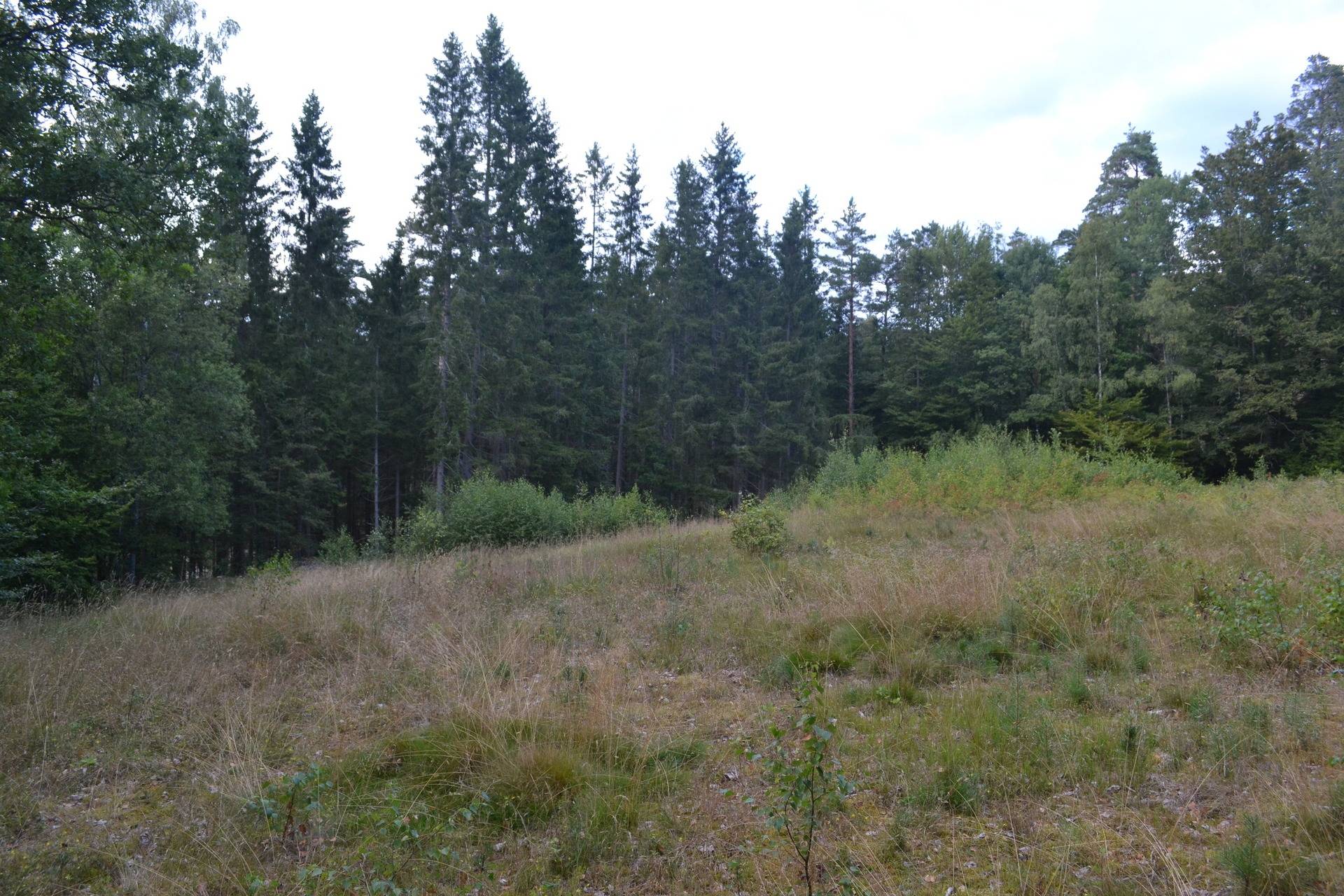 Gård/skog på Gränum Gränum Olofströms kommun - bild 11